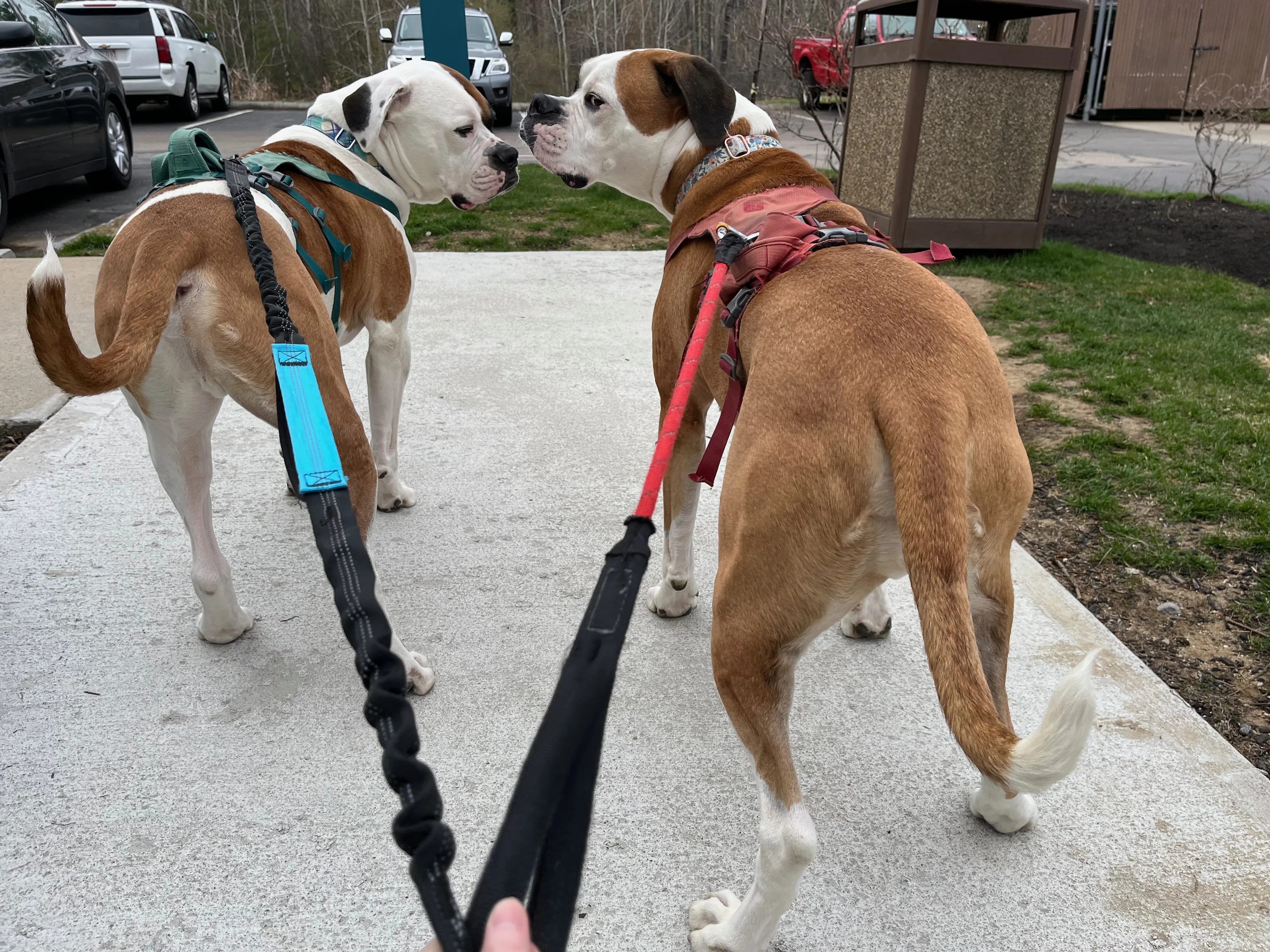 A pet in Rose's care