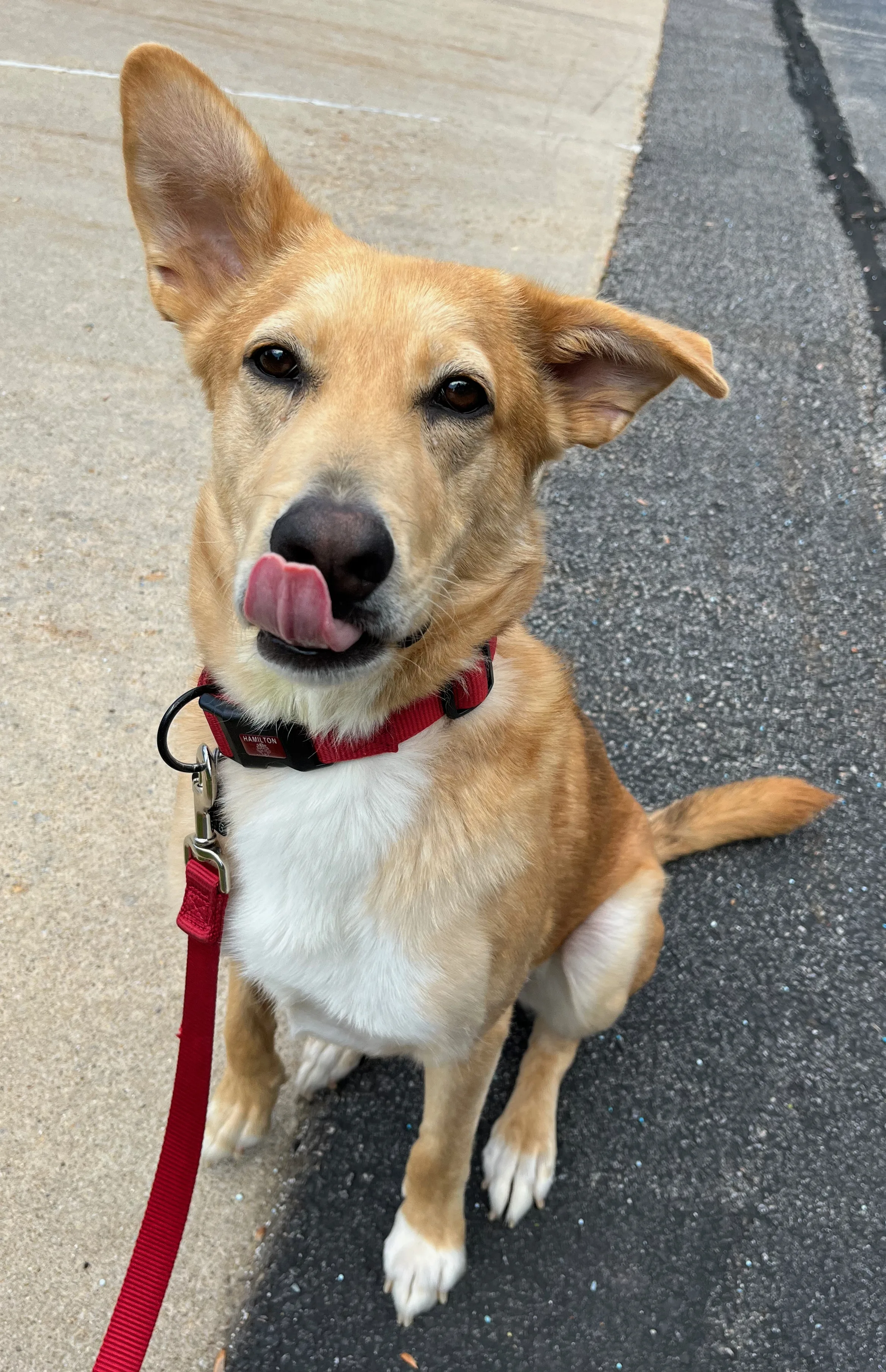 A pet in Rose's care