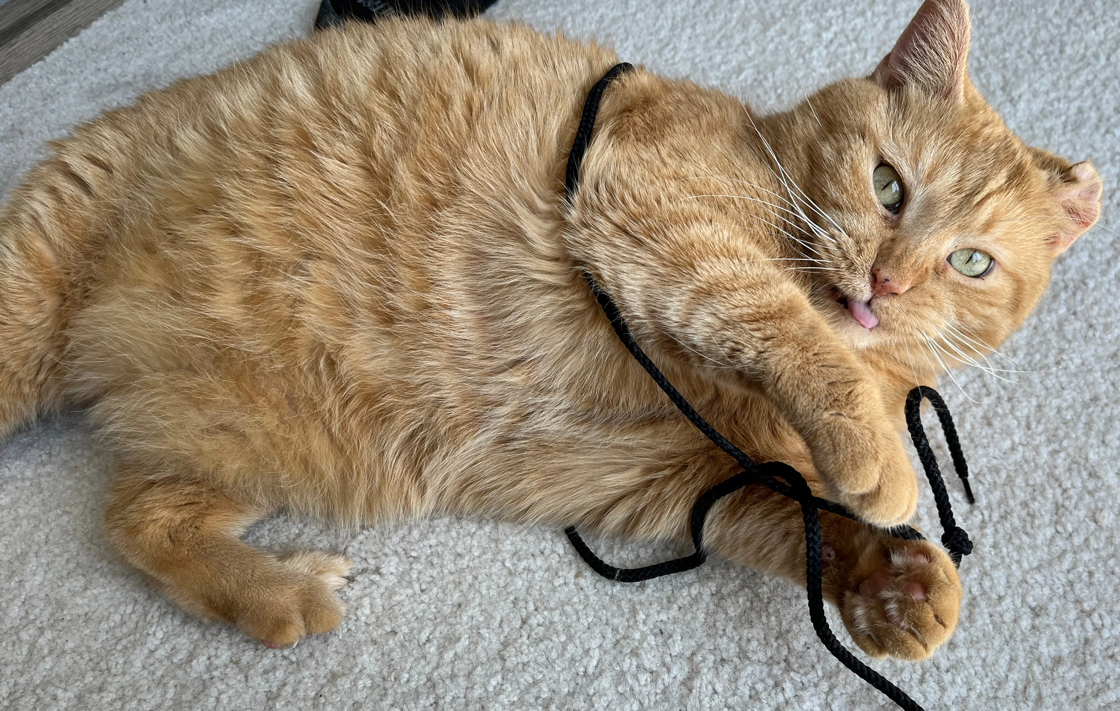 A pet in Rose's care