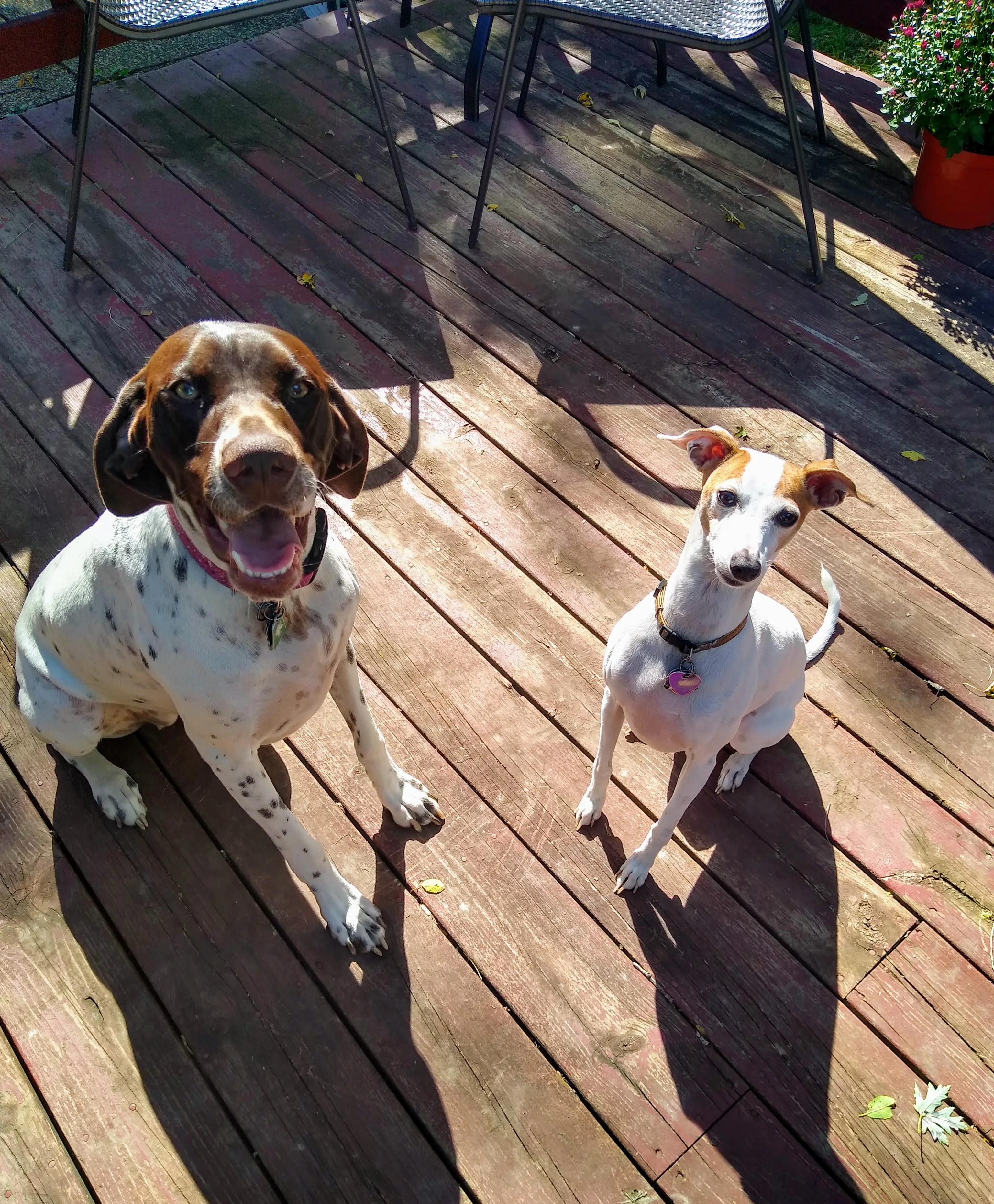 A pet in Rose's care