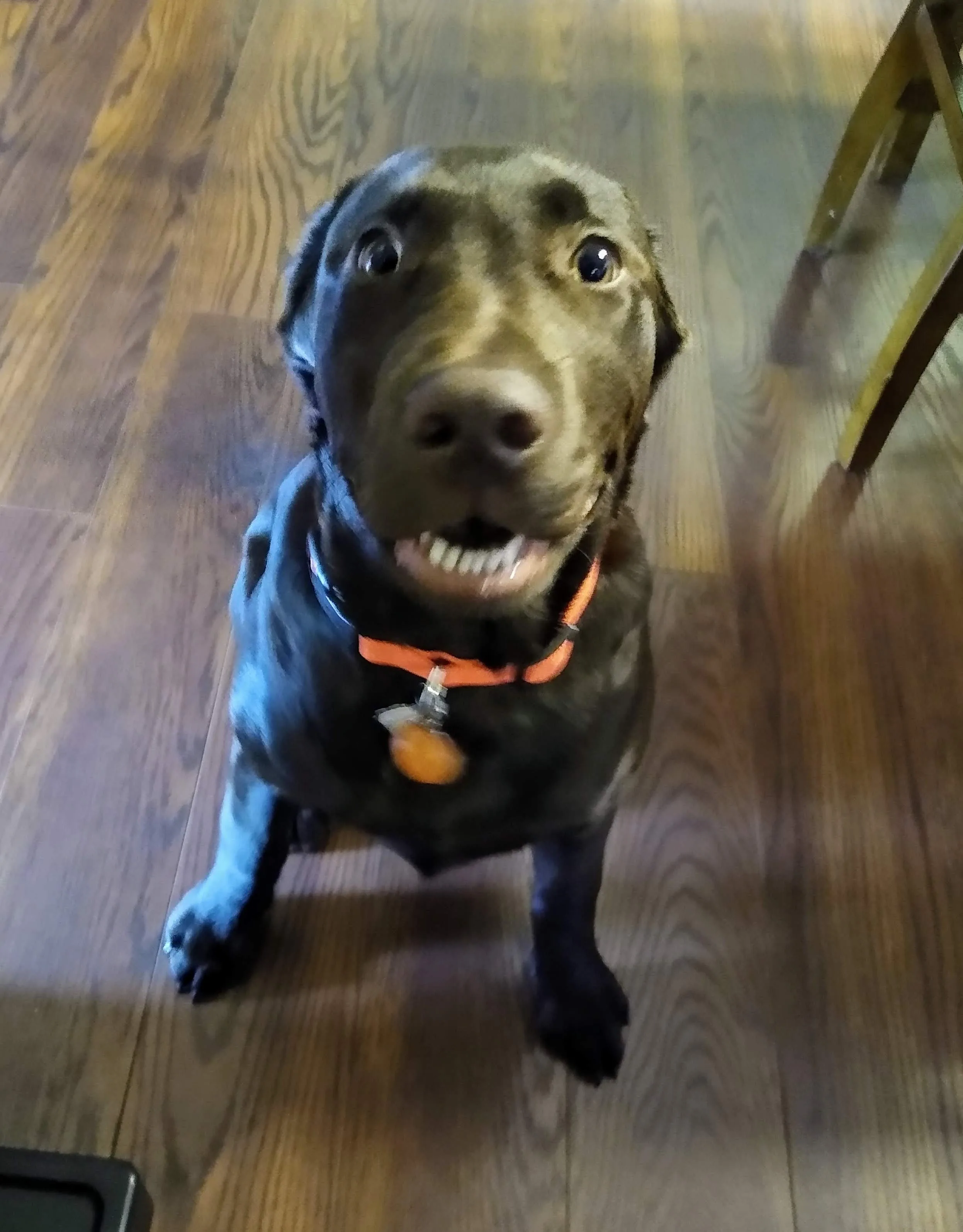 A pet in Rose's care