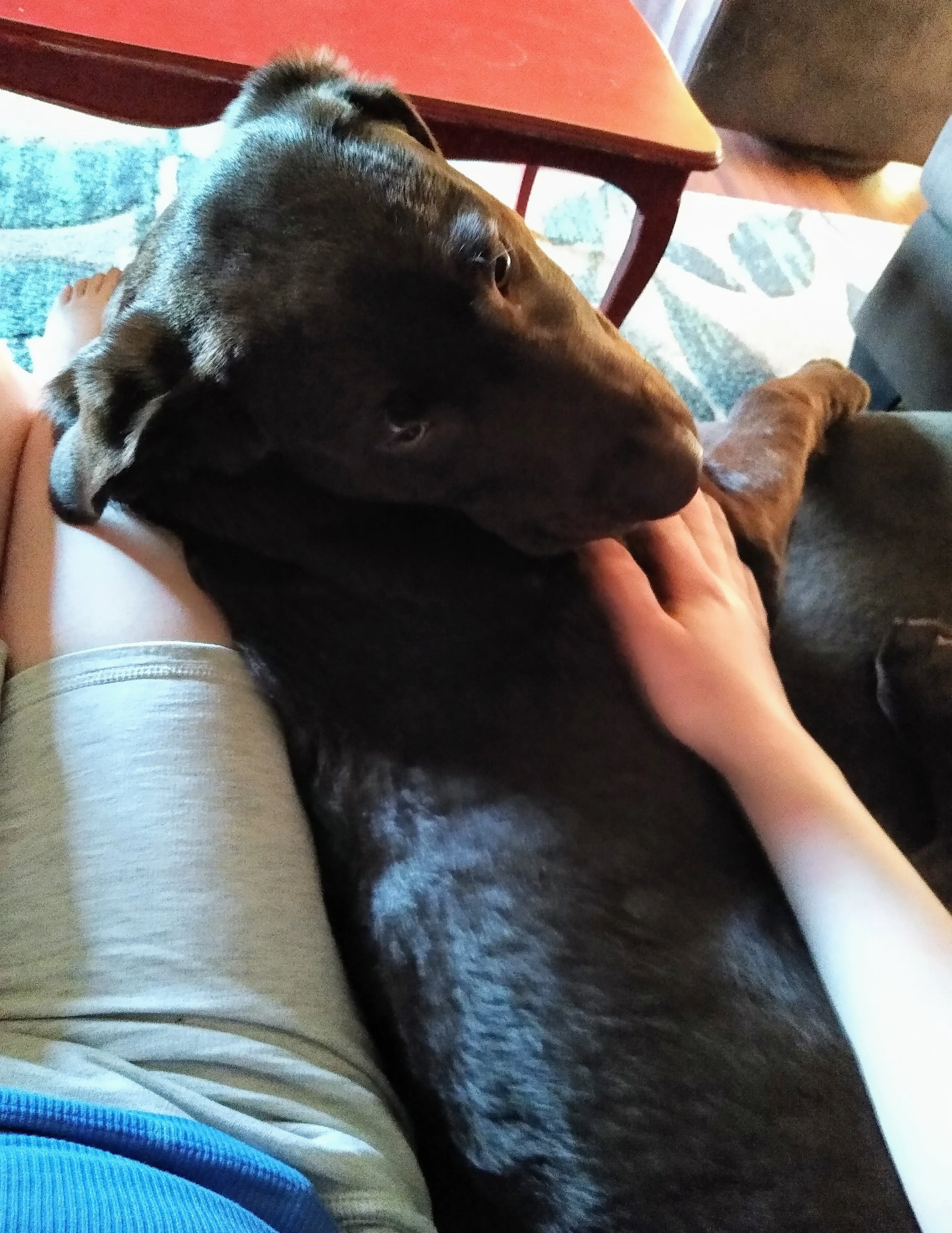 A pet in Rose's care