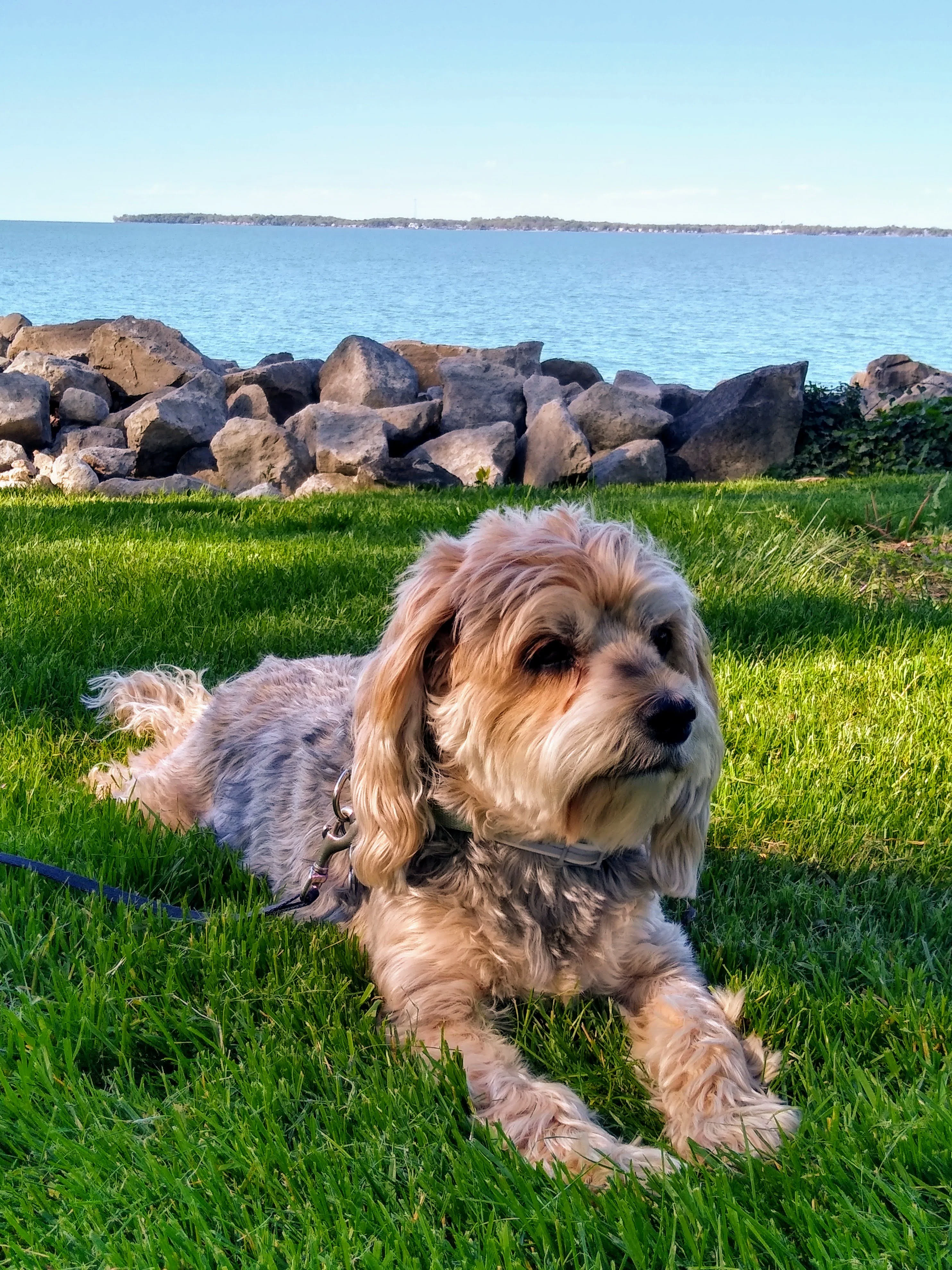 A pet in Rose's care