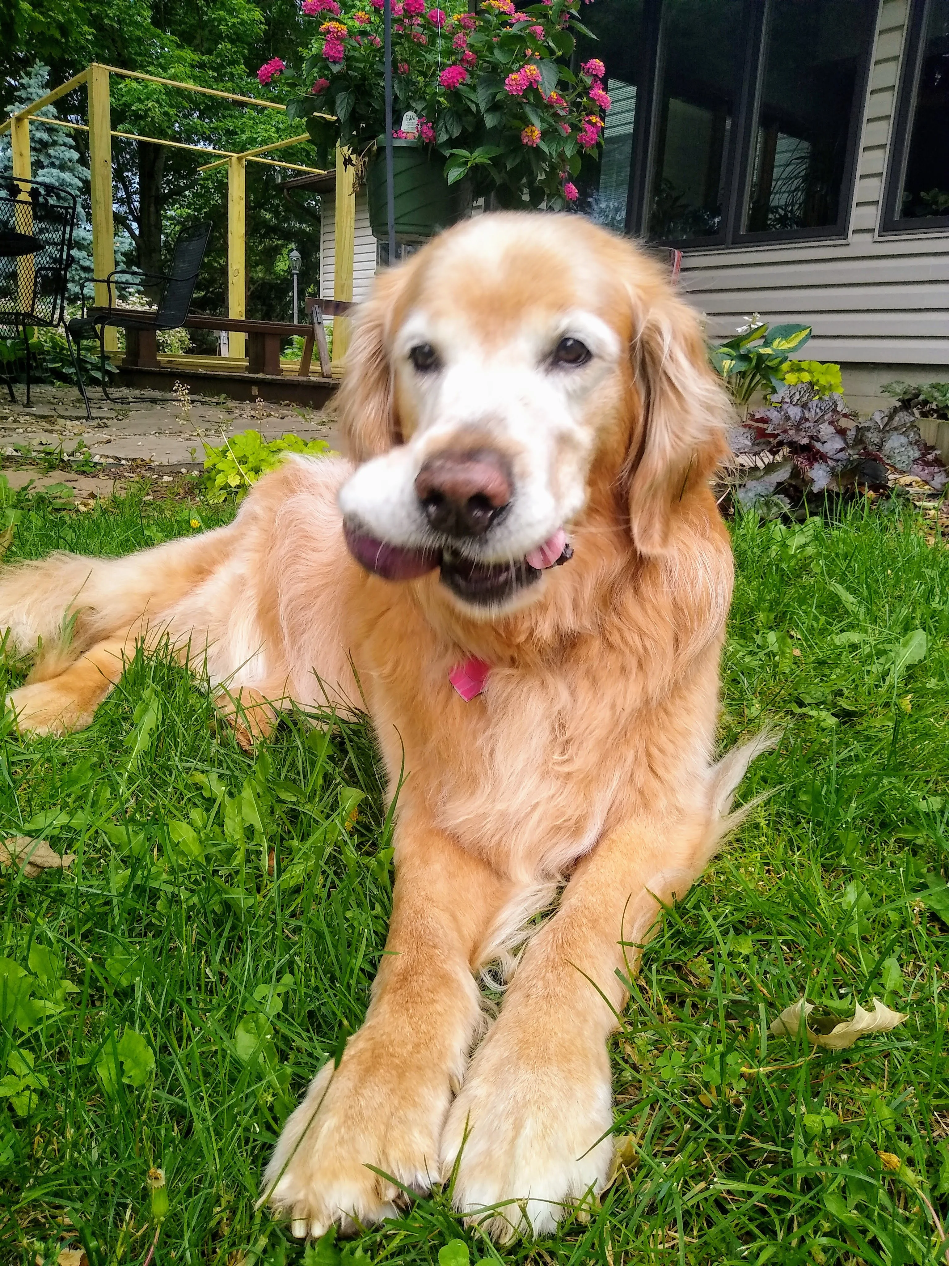 A pet in Rose's care