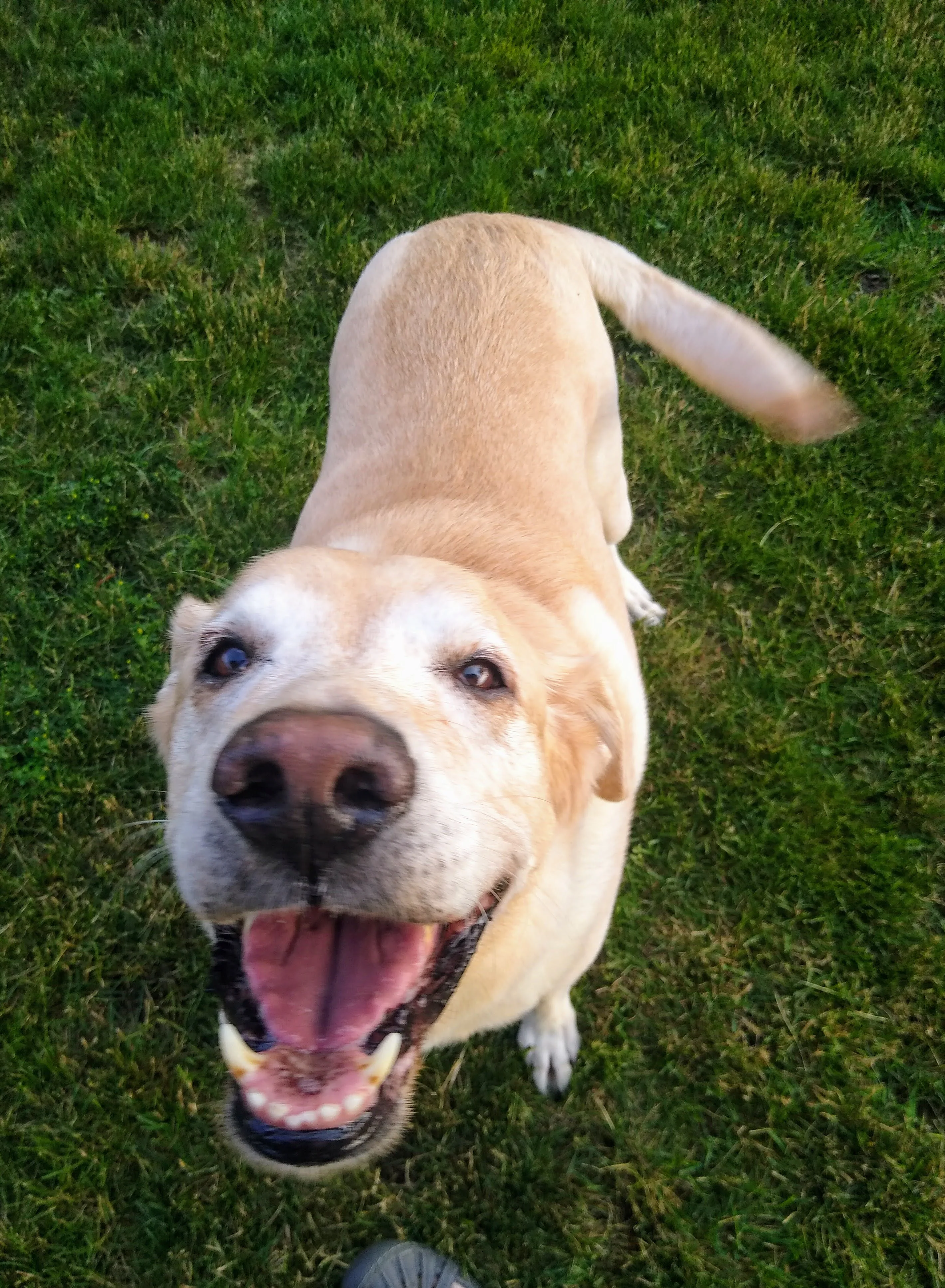 A pet in Rose's care