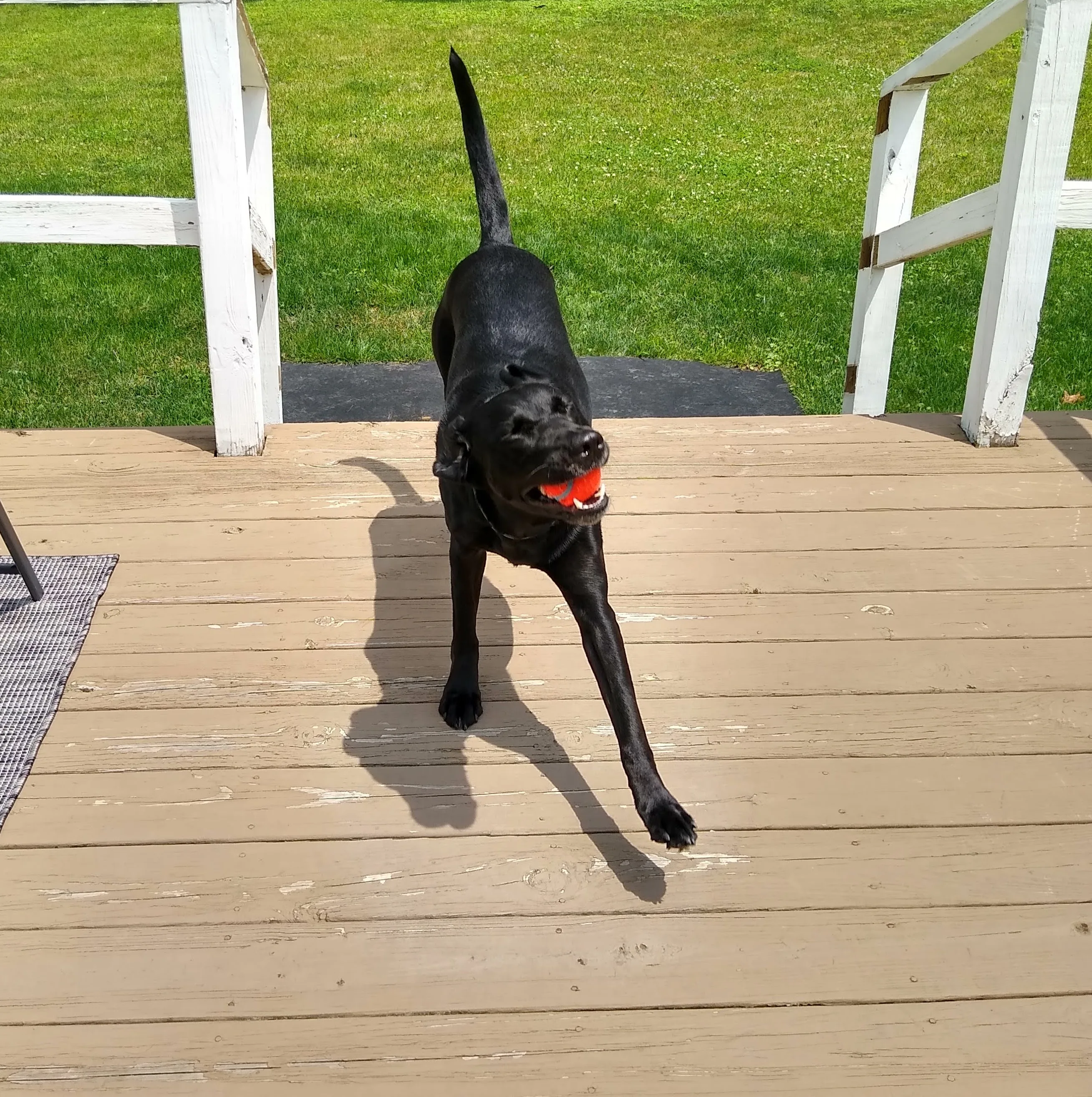 A pet in Rose's care