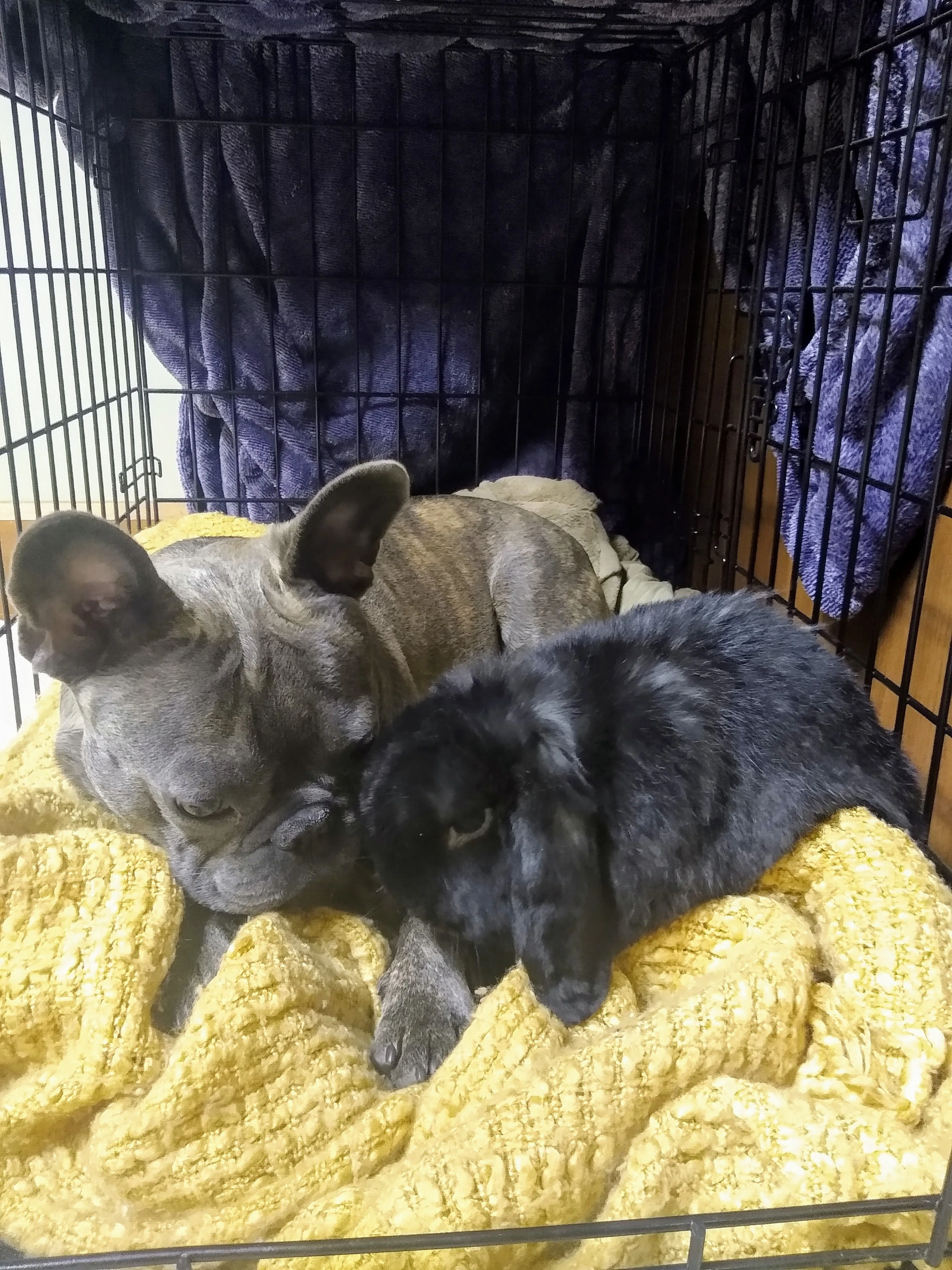 A pet in Rose's care