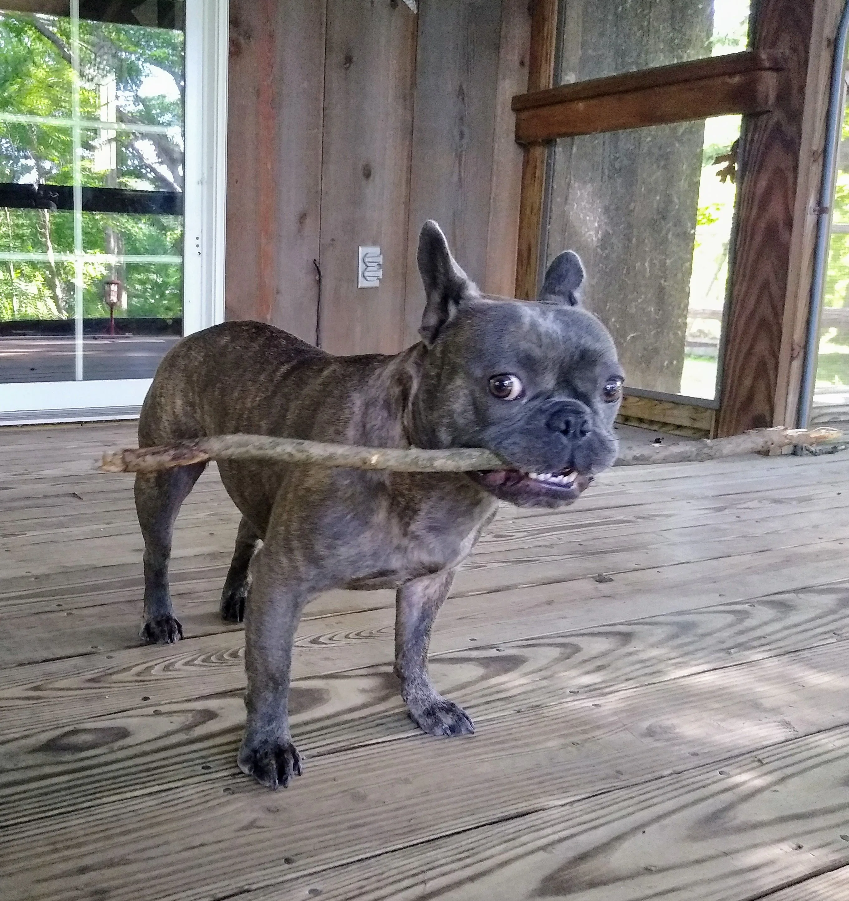 A pet in Rose's care