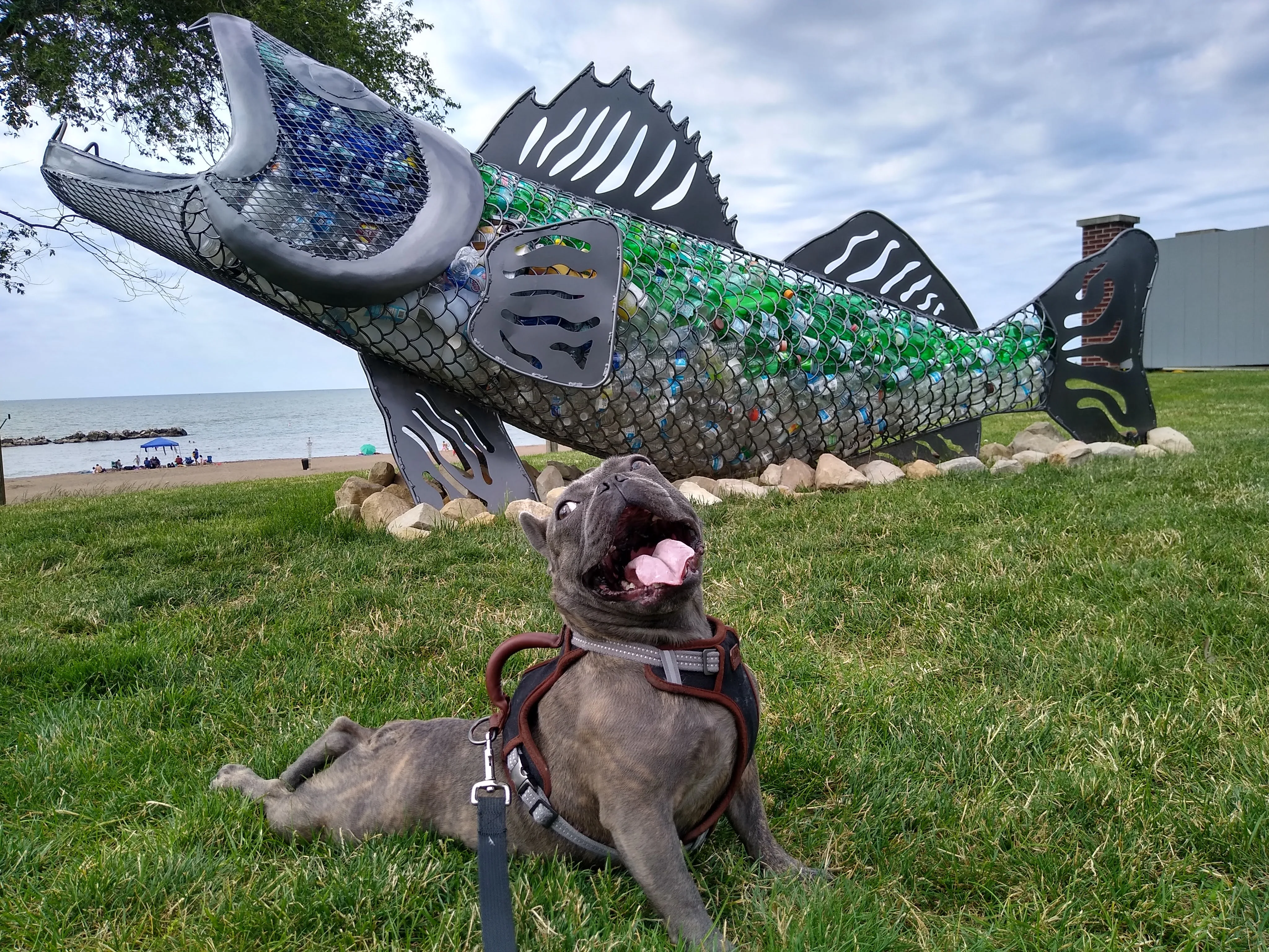 A pet in Rose's care