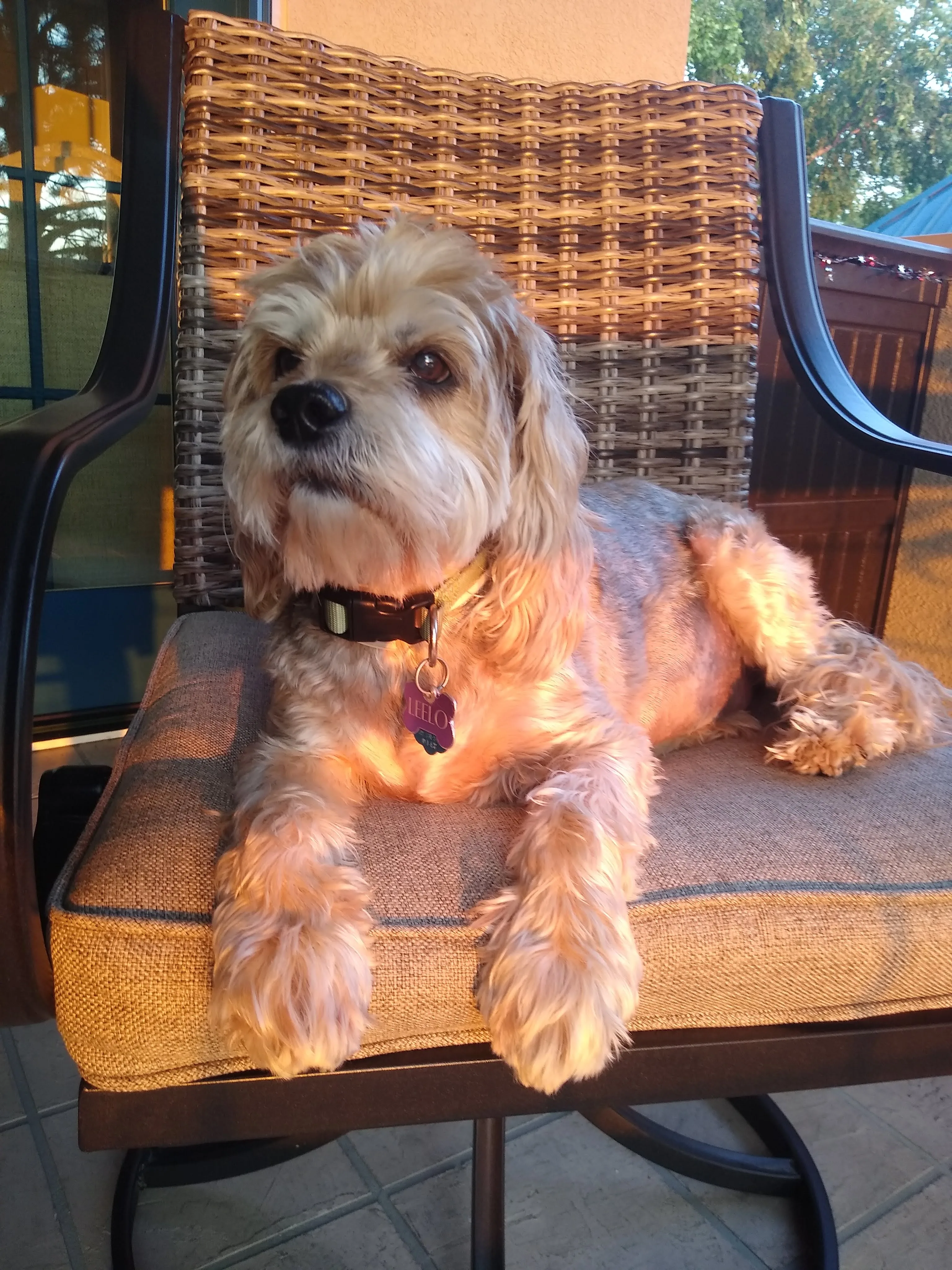 A pet in Rose's care