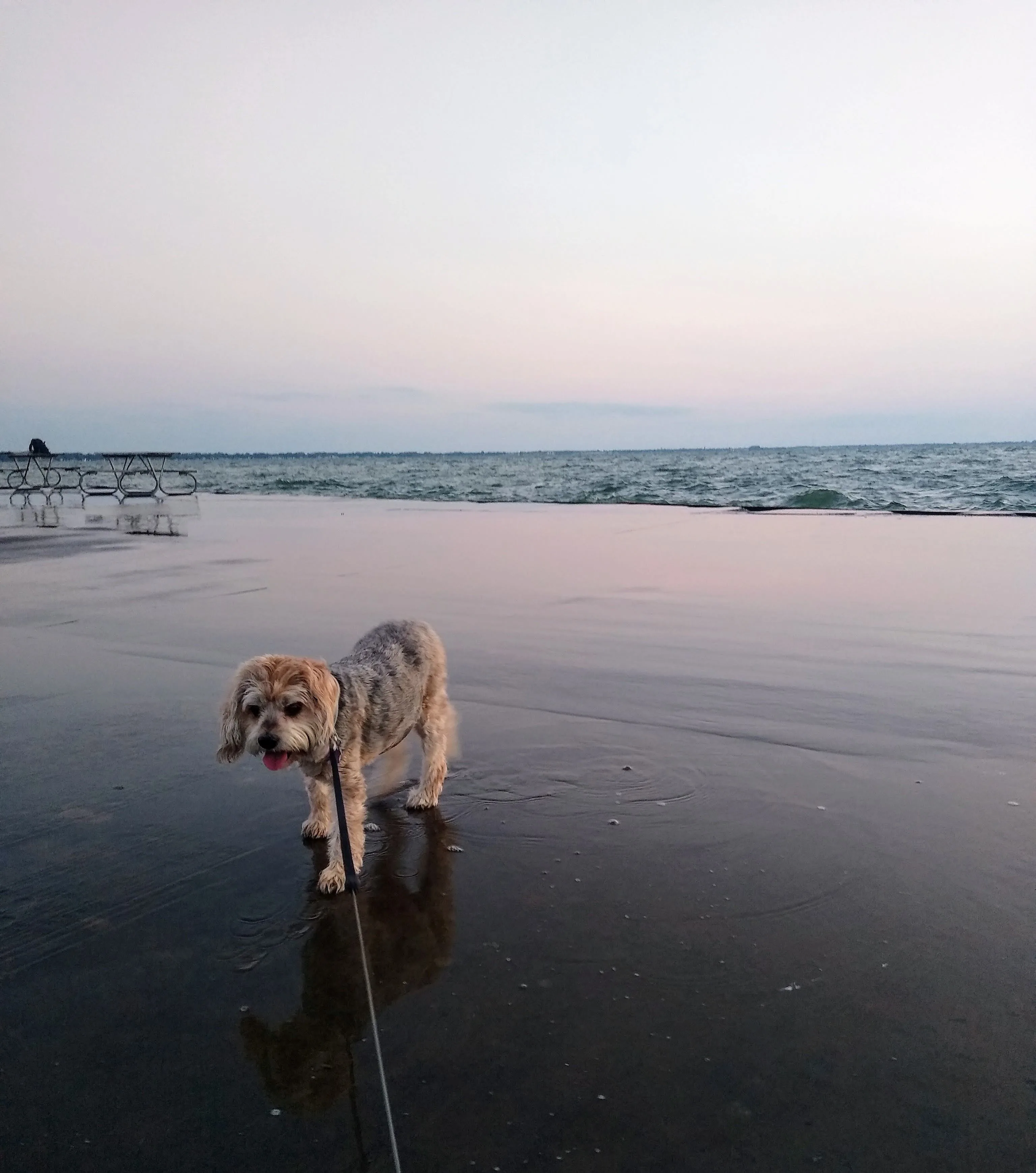 A pet in Rose's care