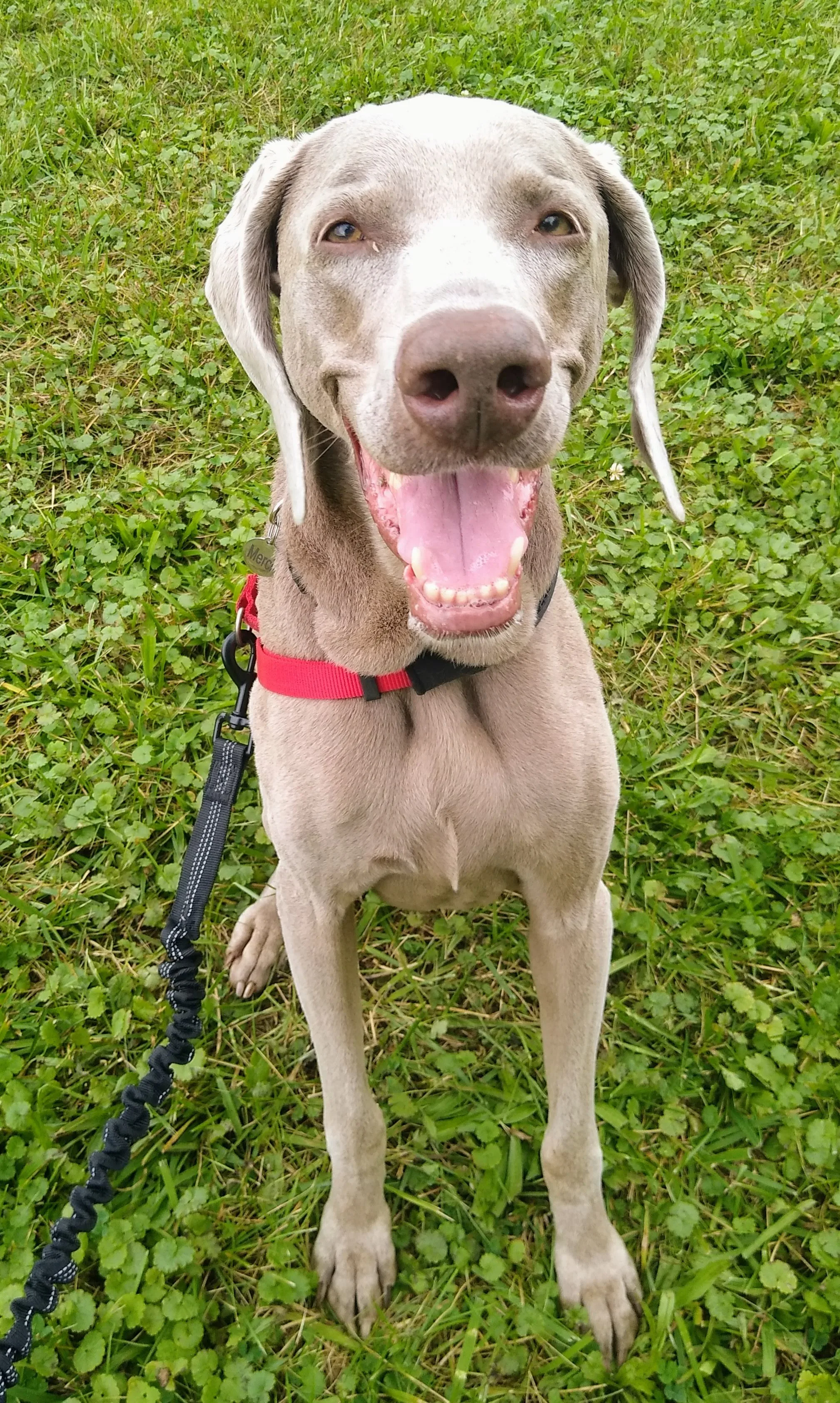 A pet in Rose's care