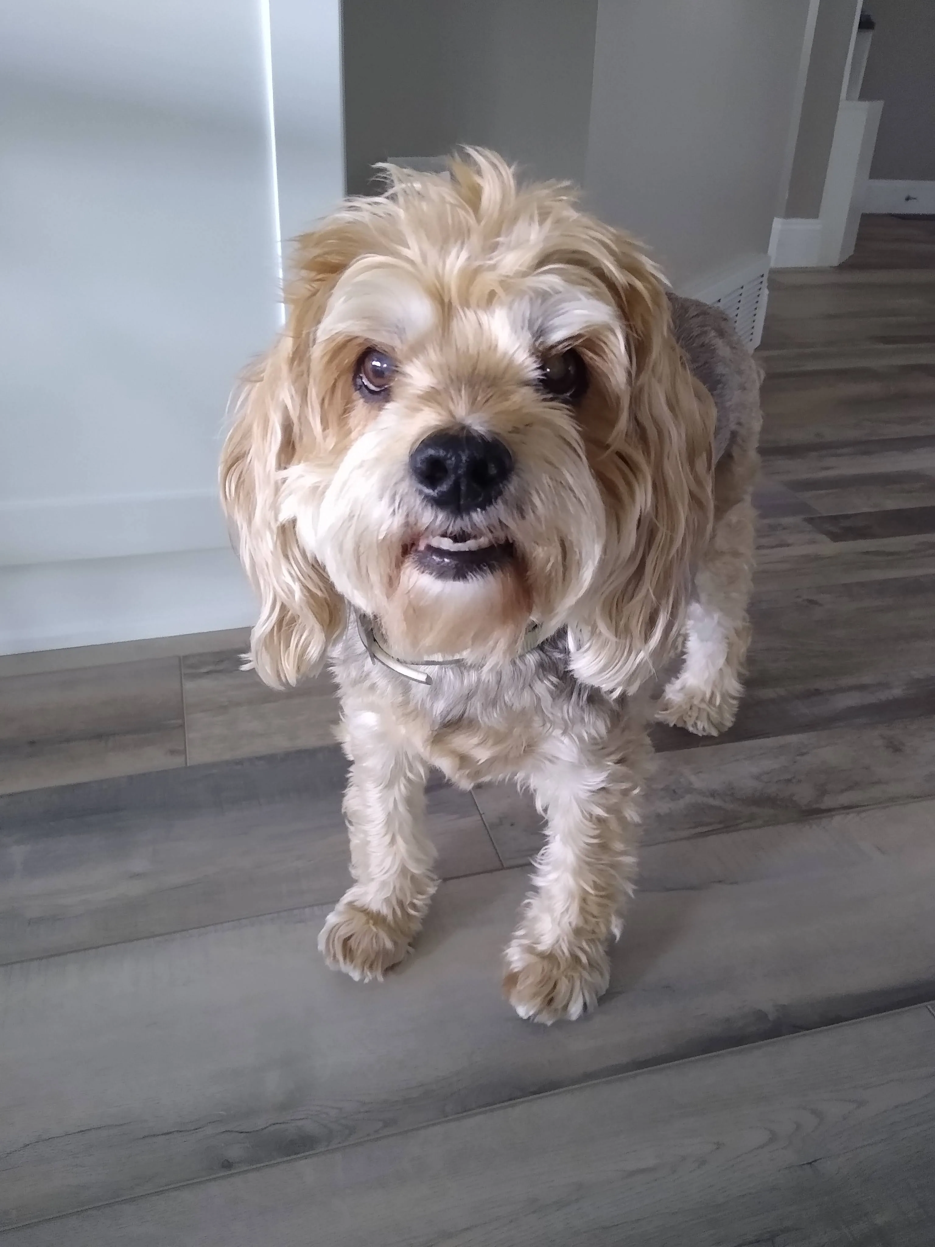 A pet in Rose's care