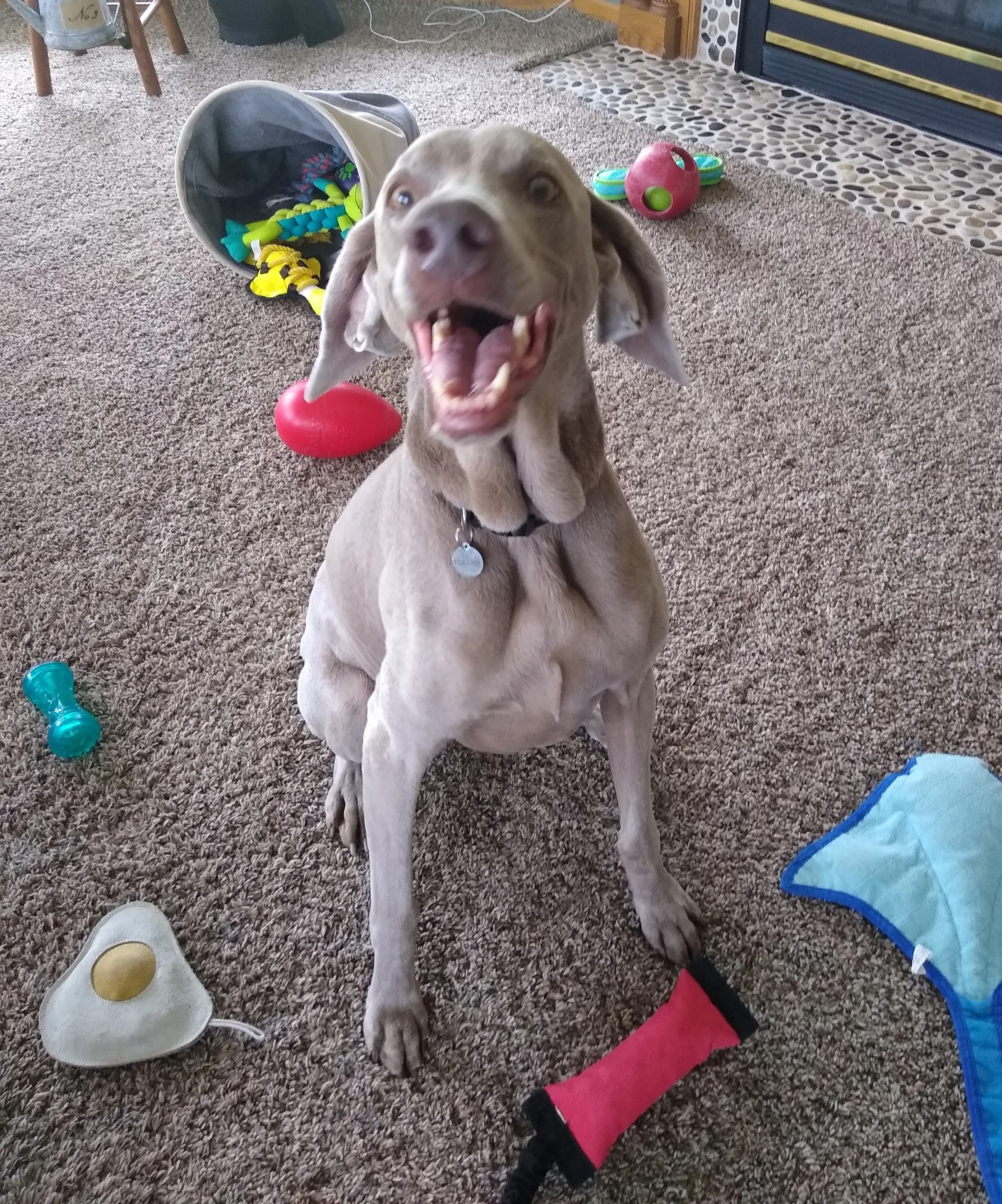 A pet in Rose's care