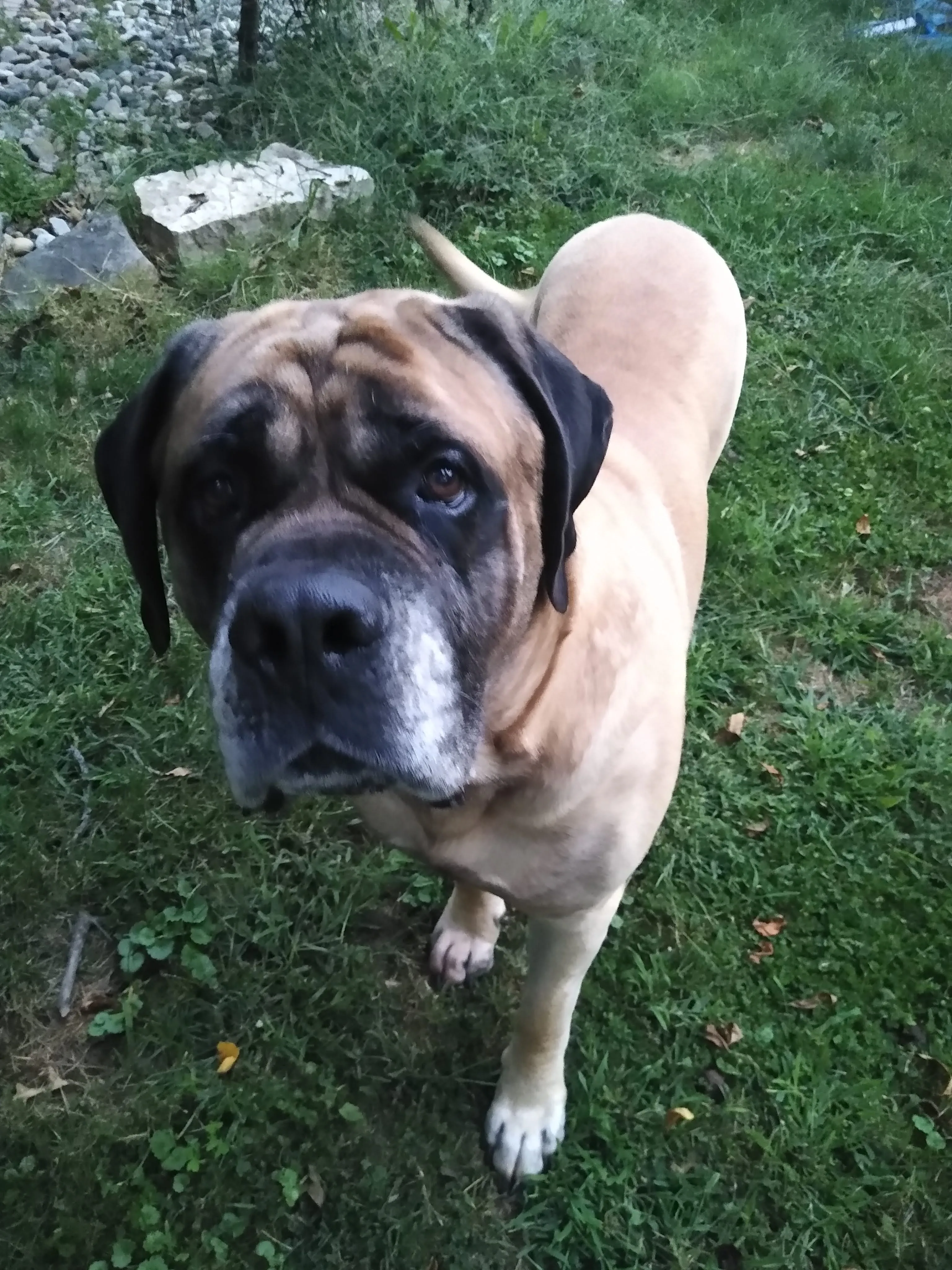 A pet in Rose's care