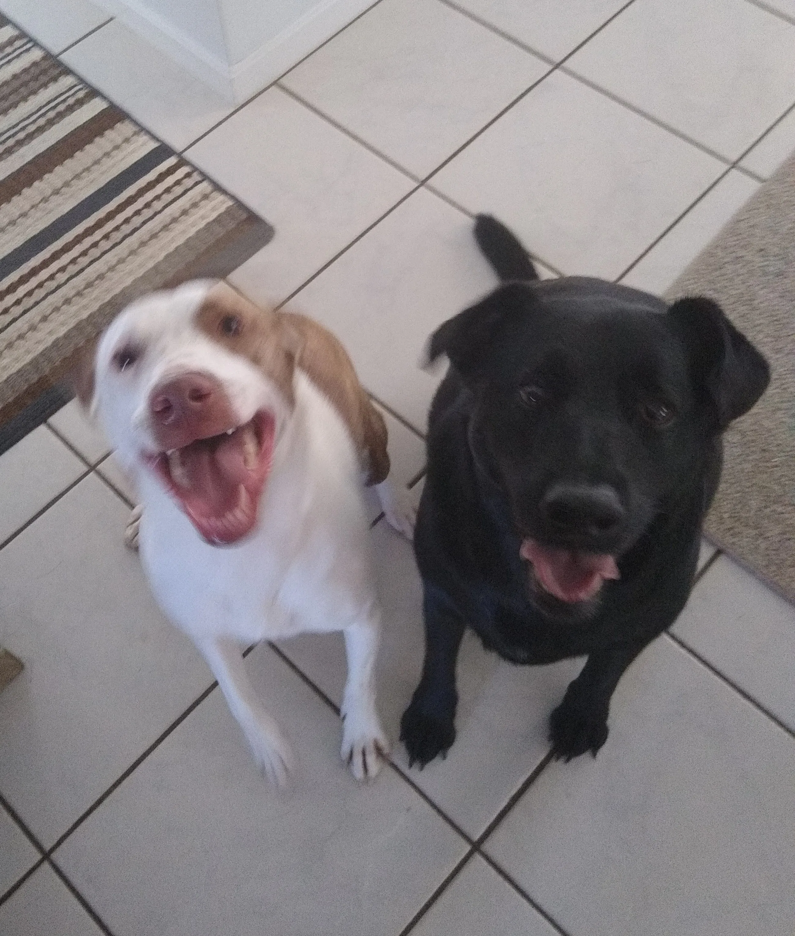 A pet in Rose's care