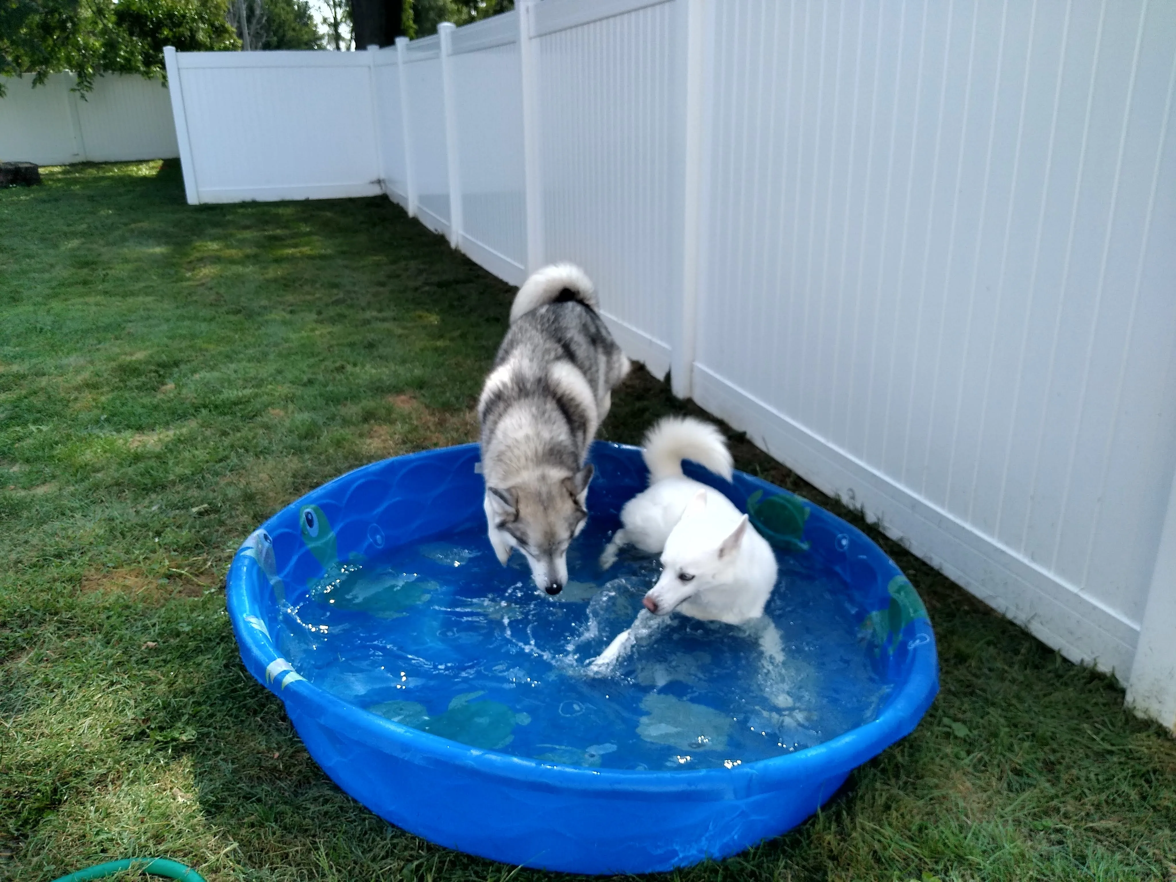 A pet in Rose's care