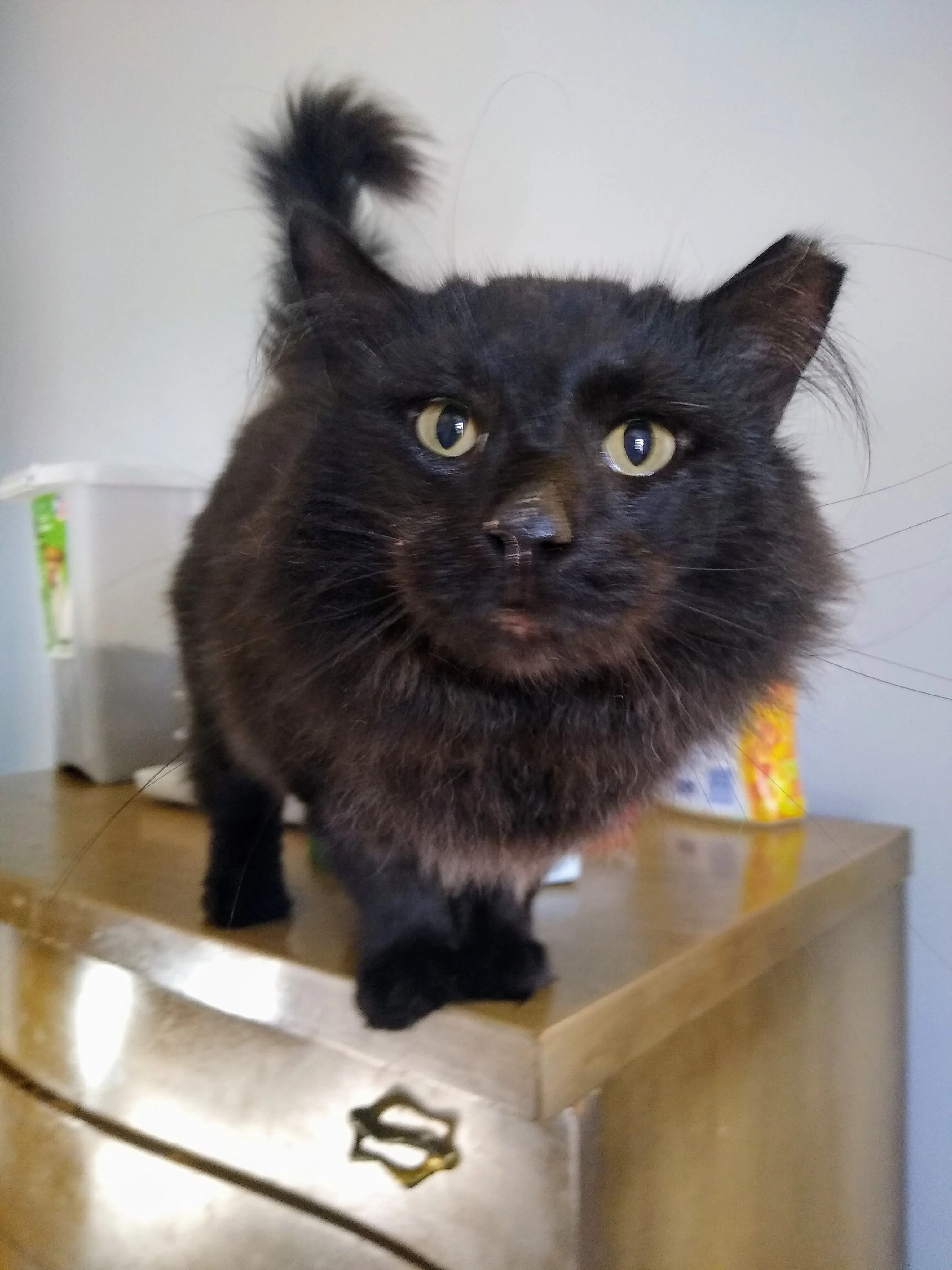 A pet in Rose's care