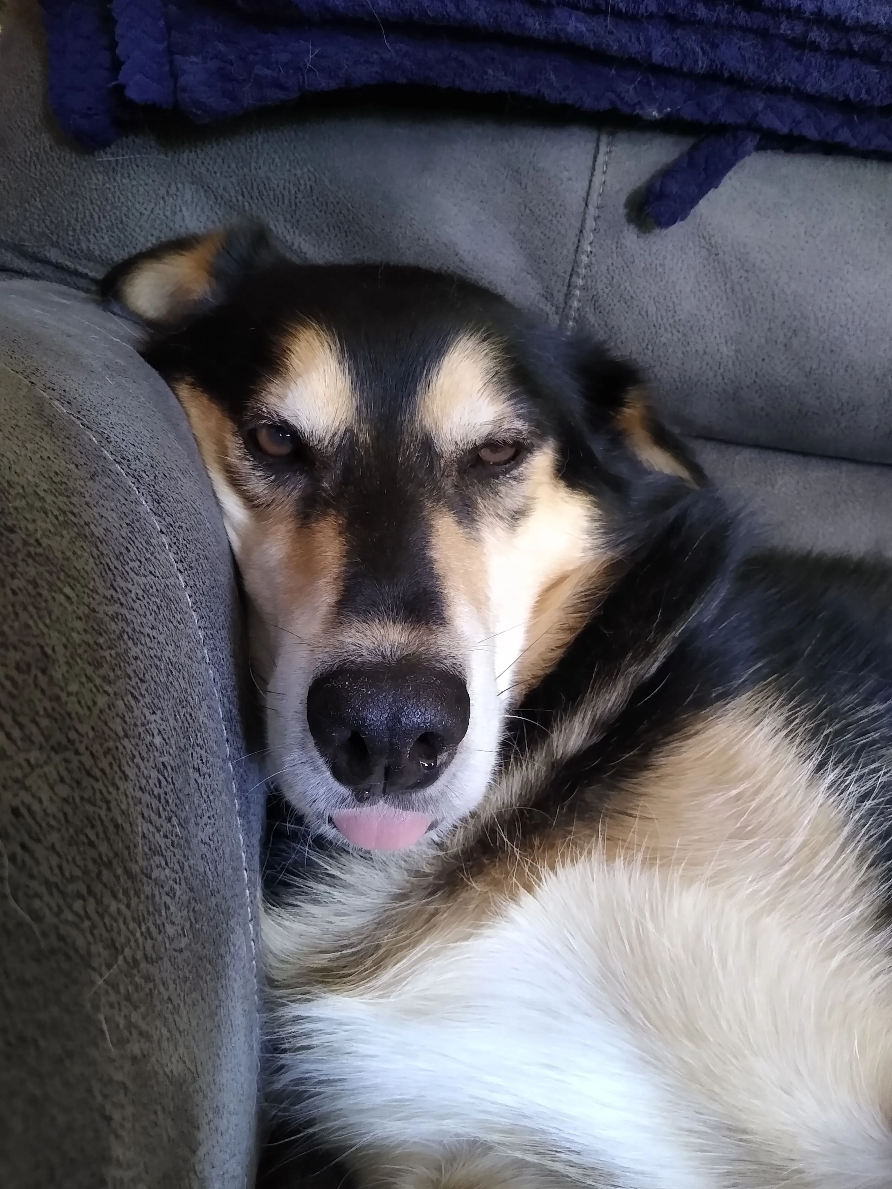 A pet in Rose's care