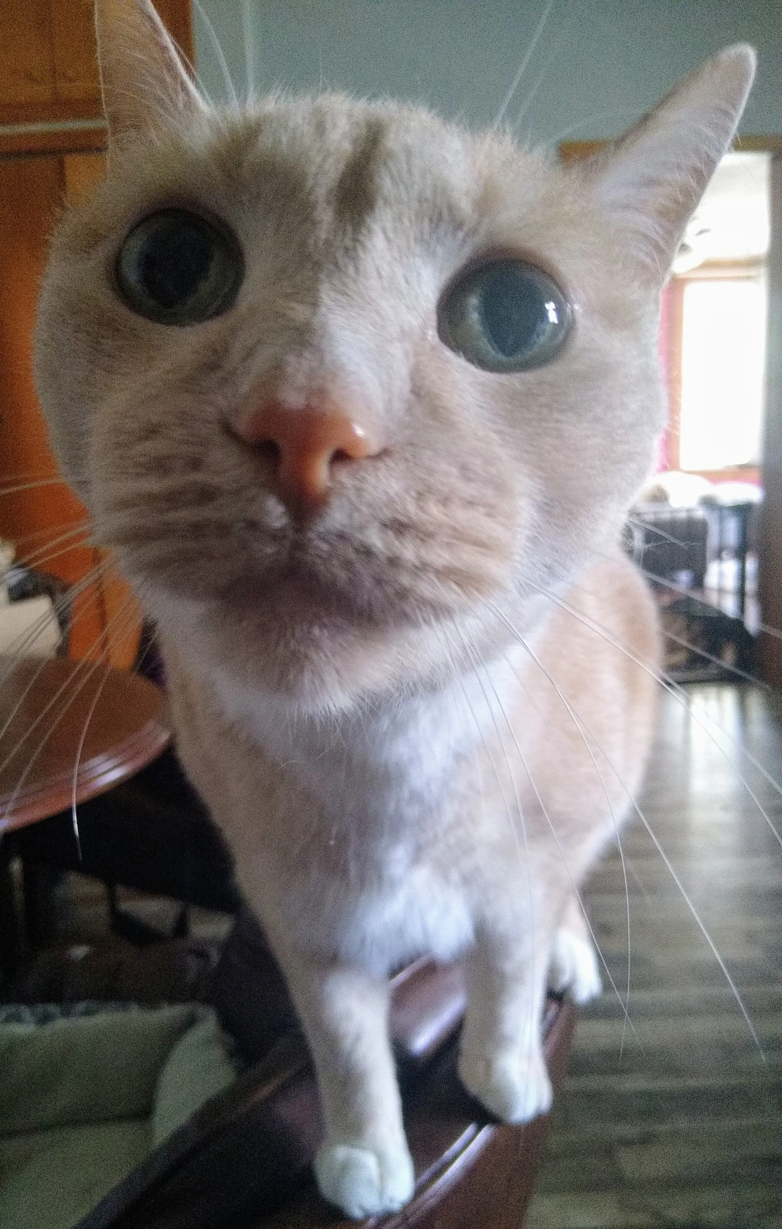 A pet in Rose's care