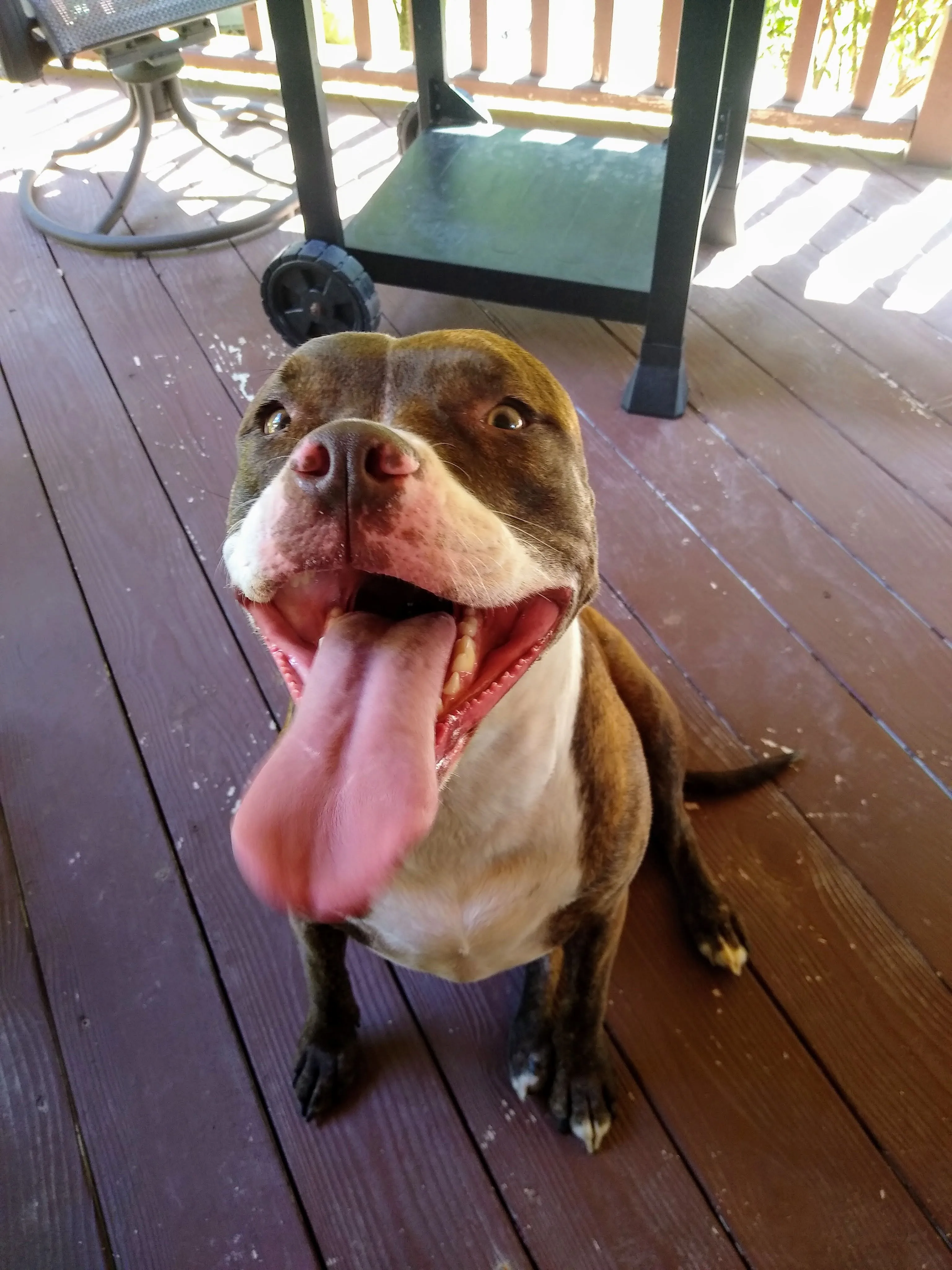 A pet in Rose's care