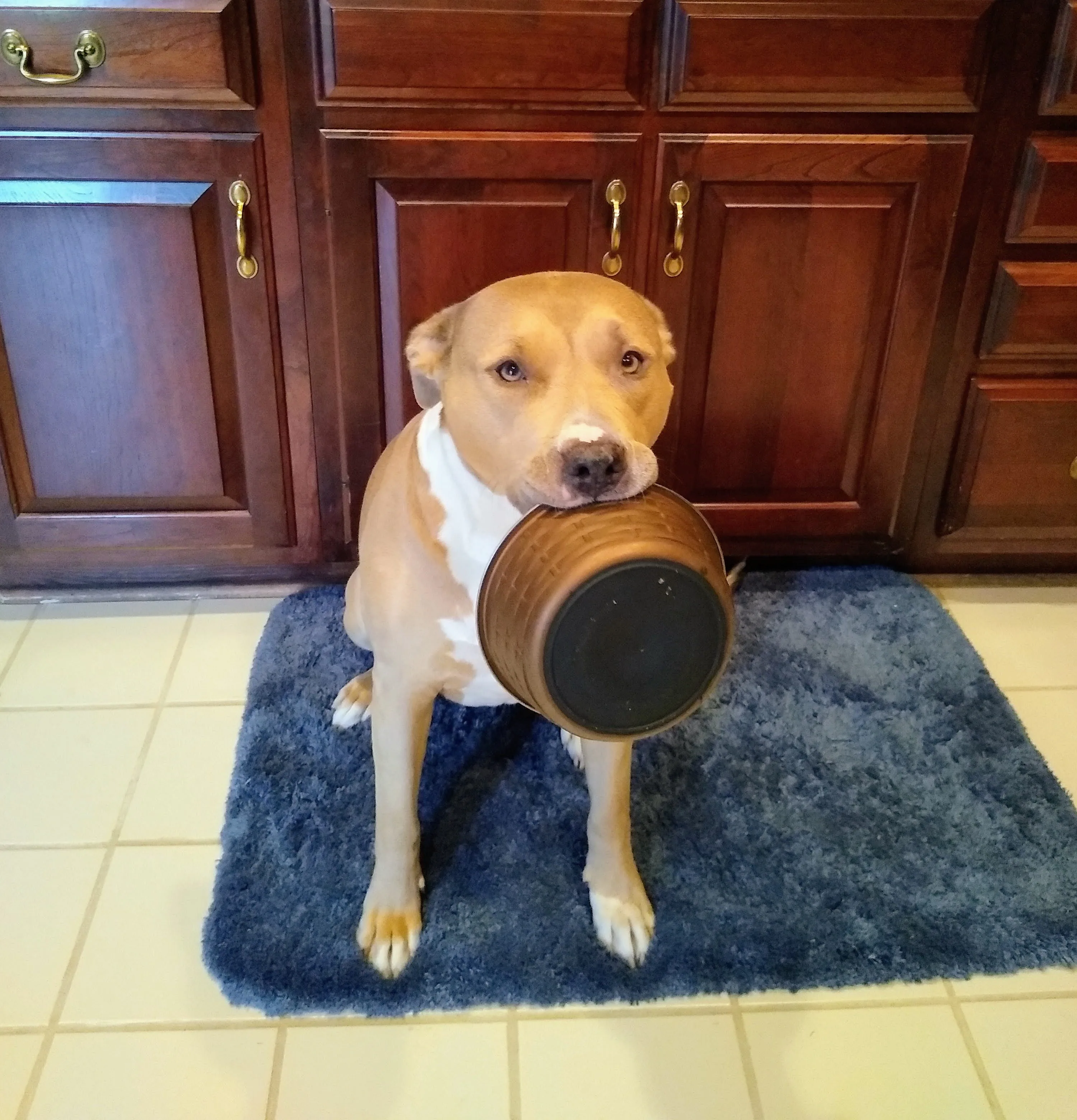 A pet in Rose's care