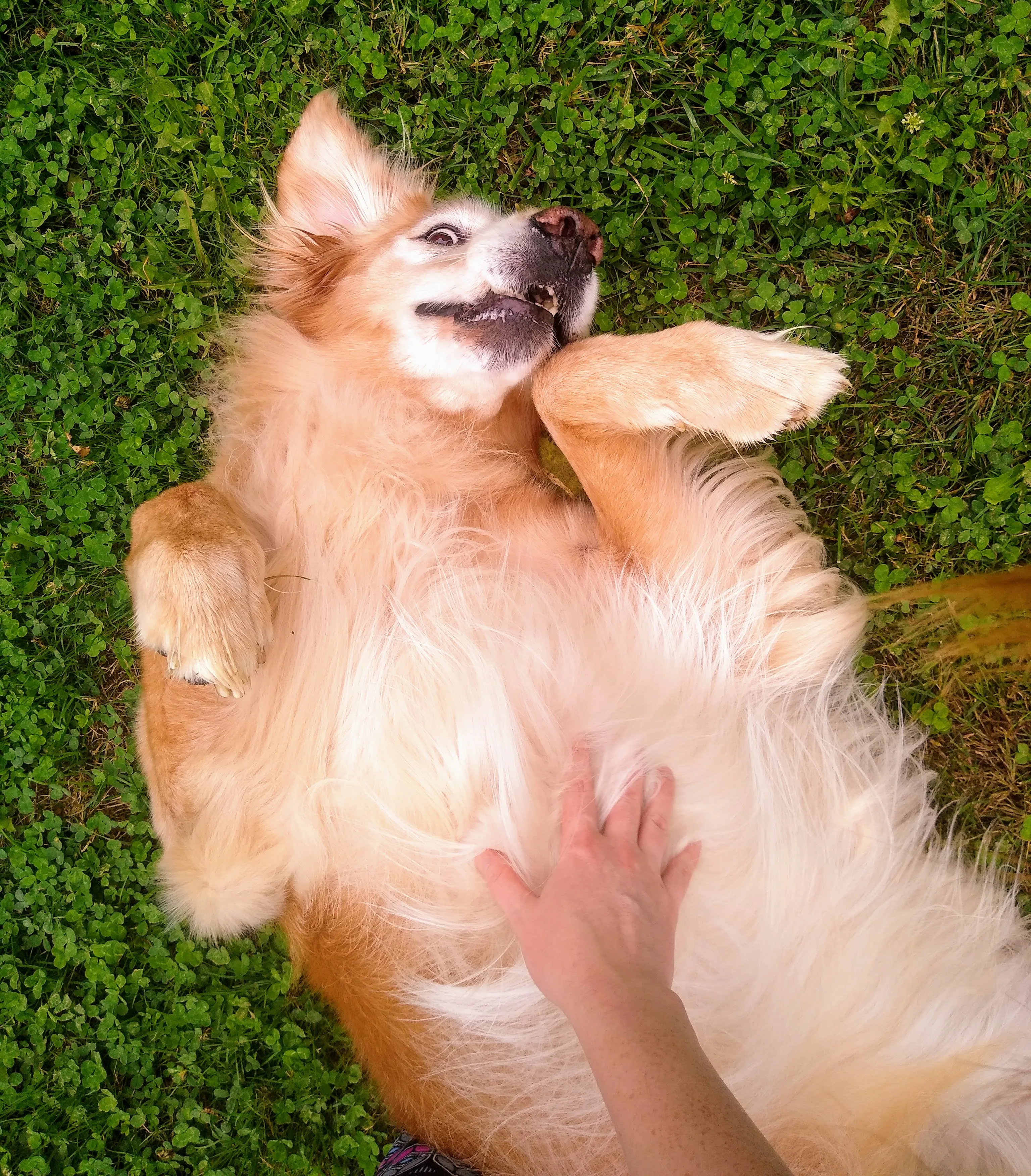 A pet in Rose's care