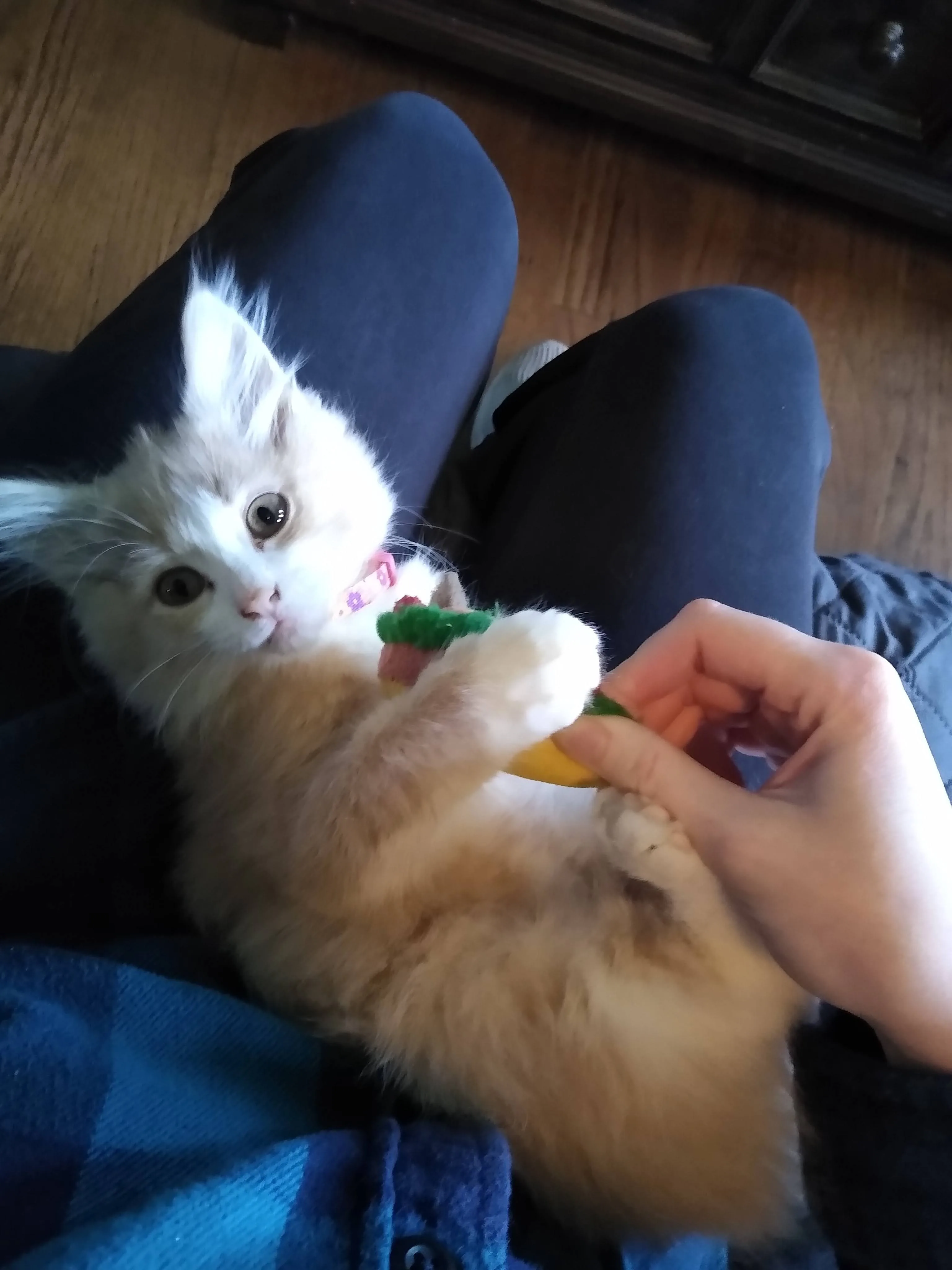 A pet in Rose's care