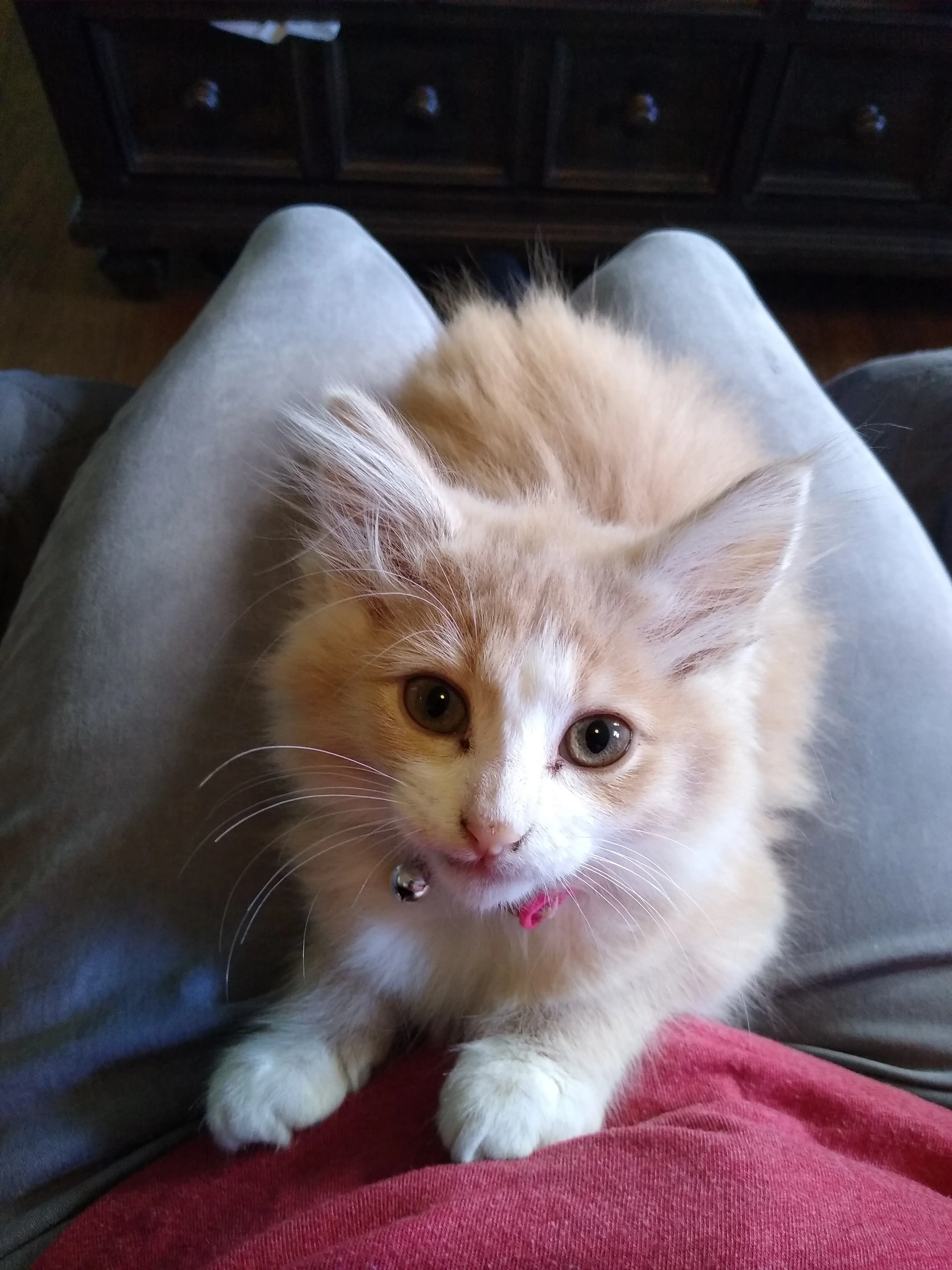 A pet in Rose's care