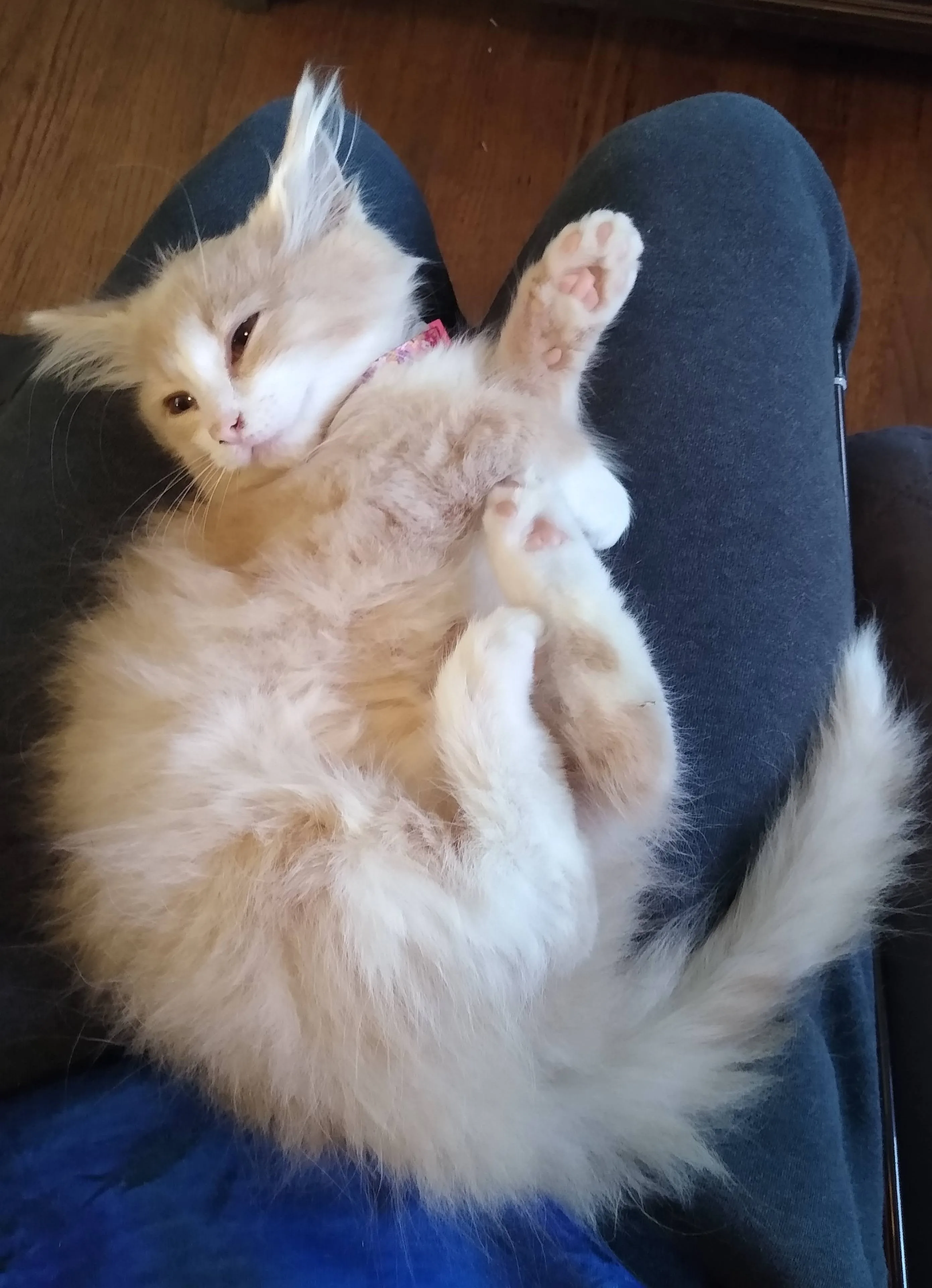 A pet in Rose's care