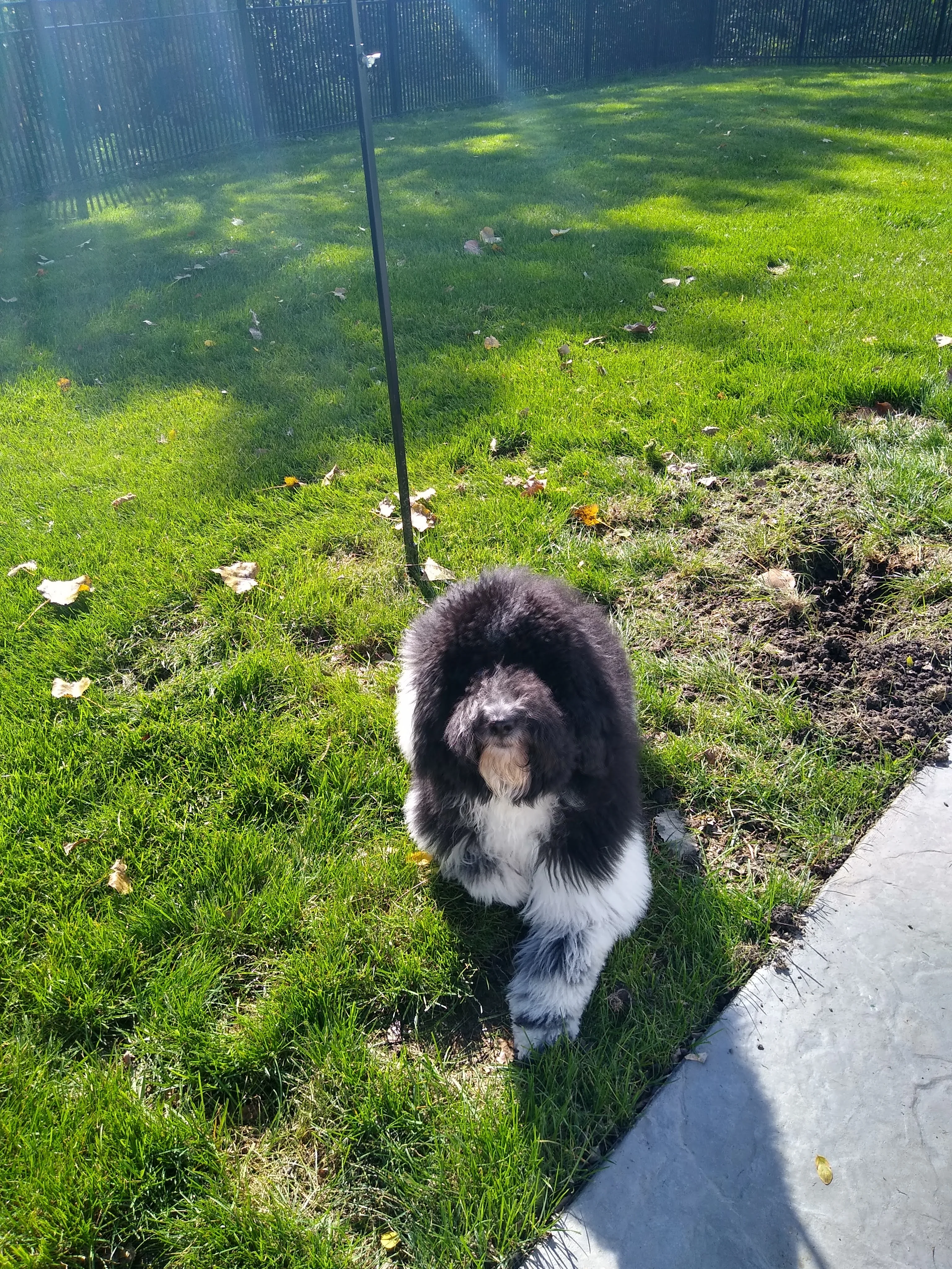 A pet in Rose's care