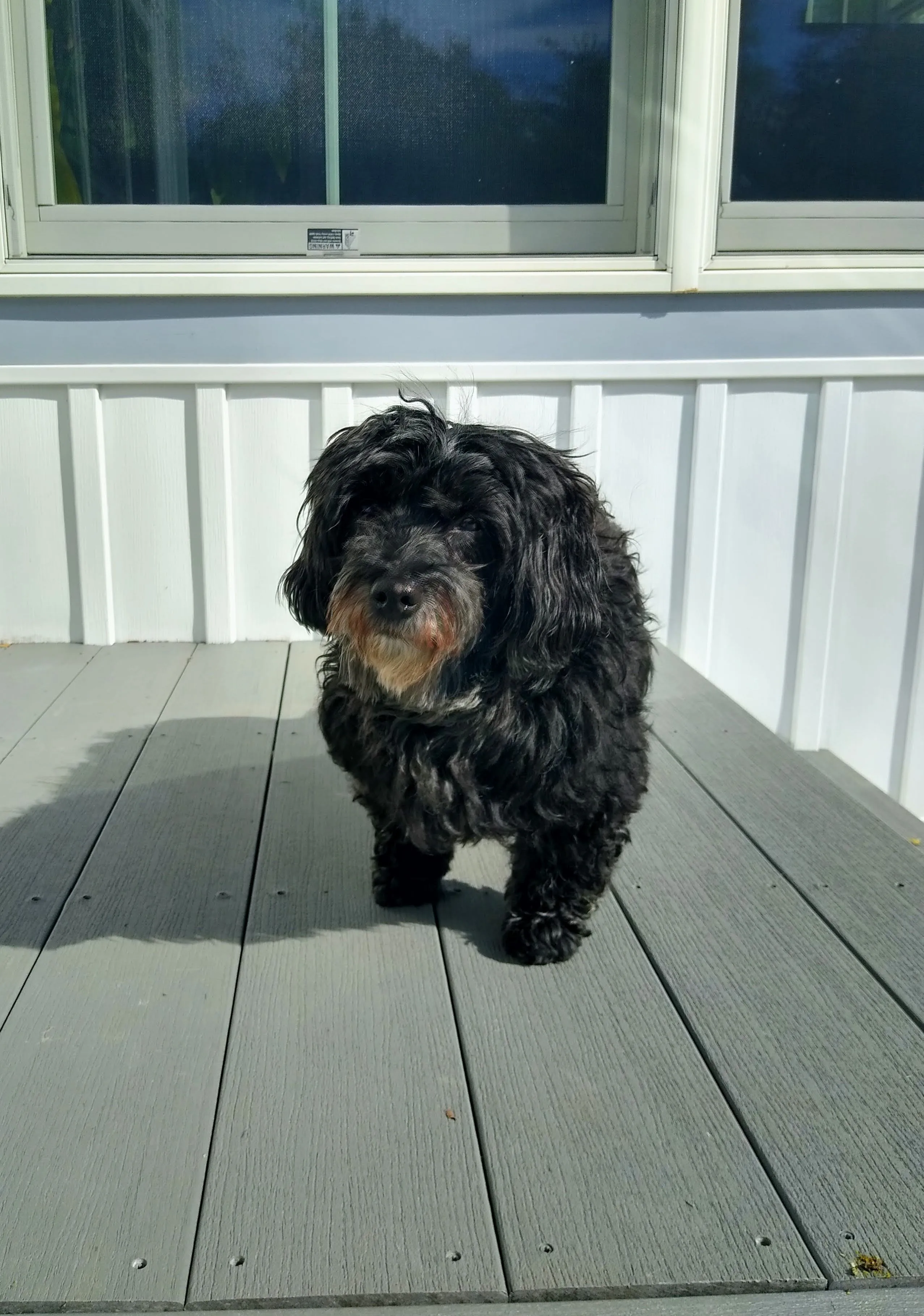 A pet in Rose's care