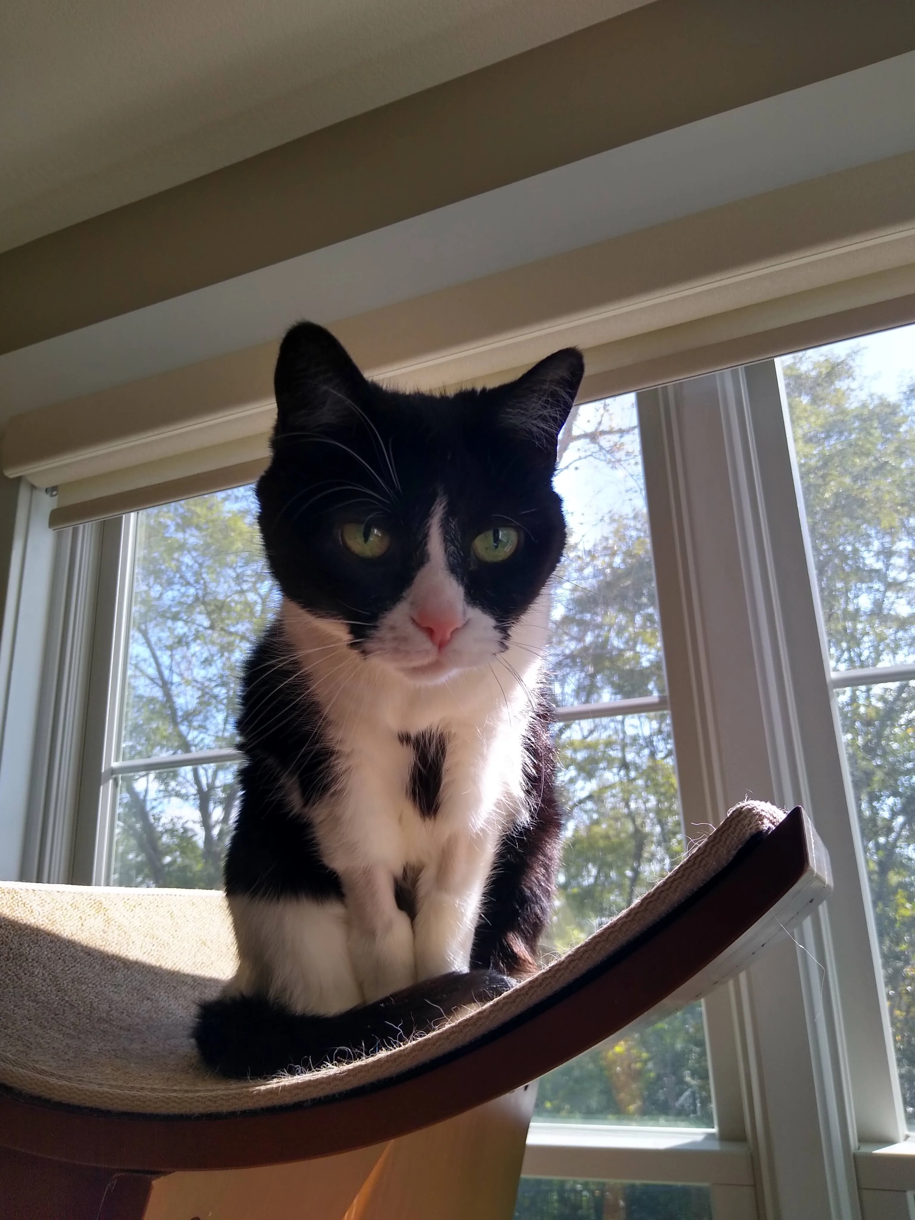 A pet in Rose's care