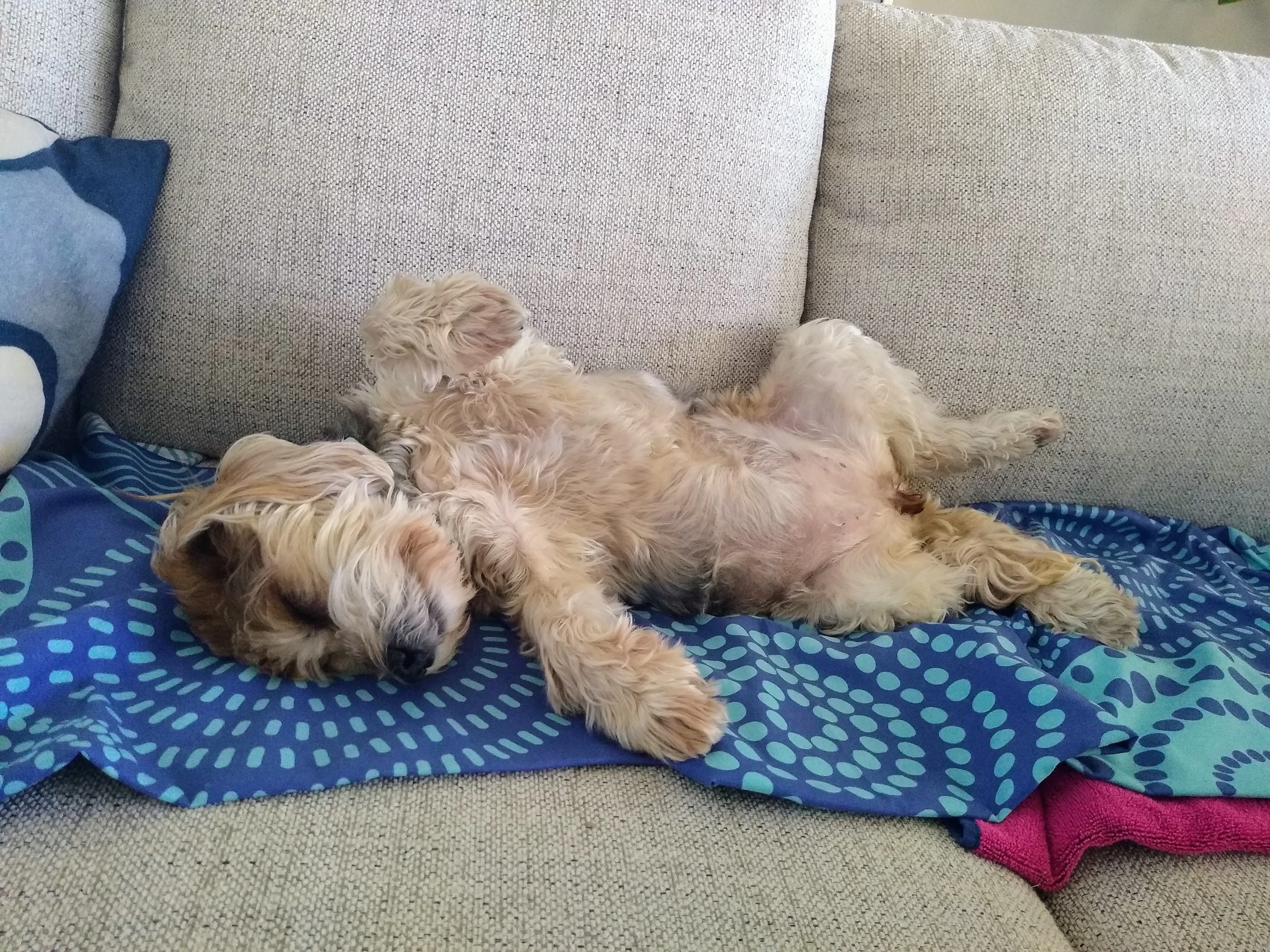 A pet in Rose's care