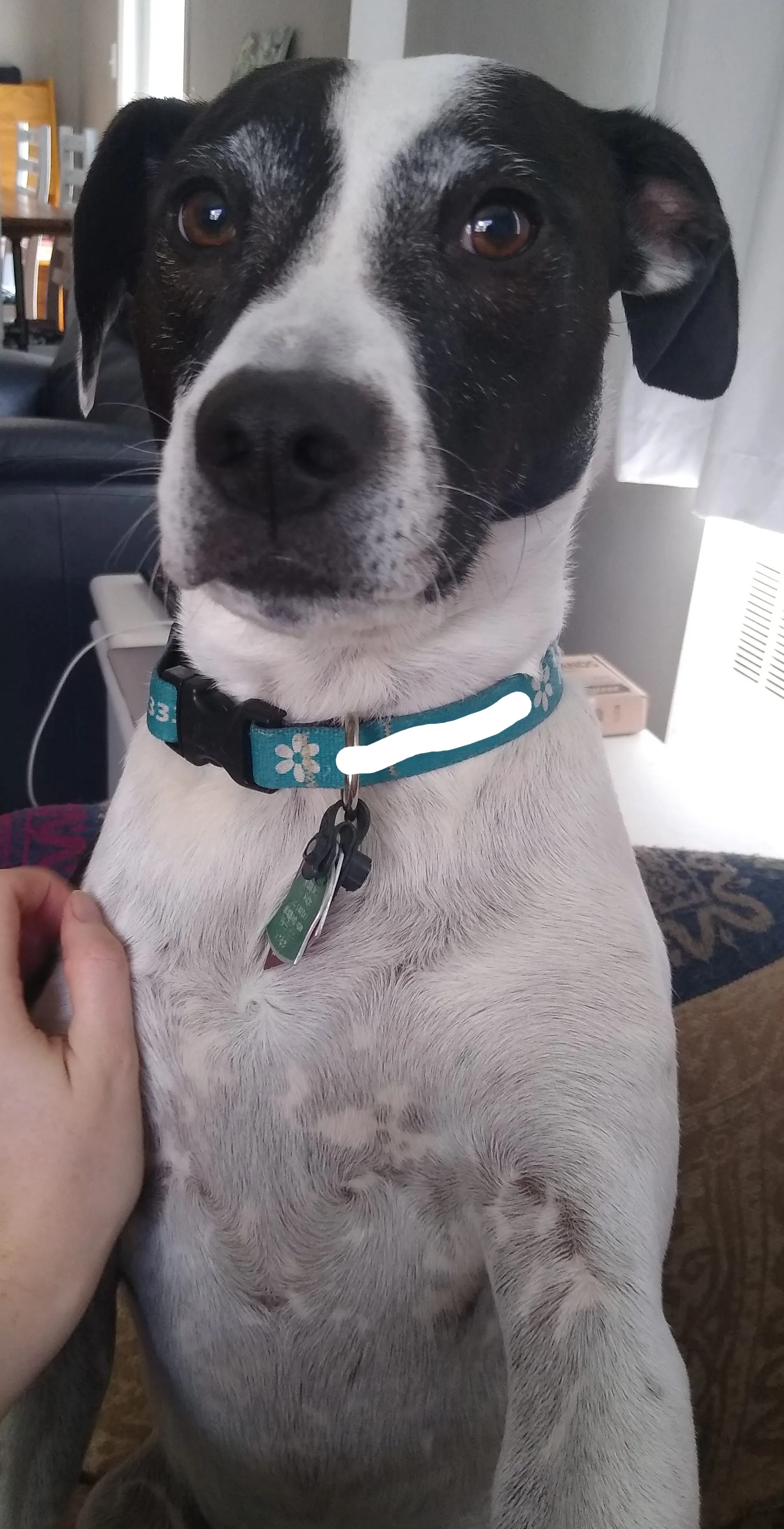 A pet in Rose's care