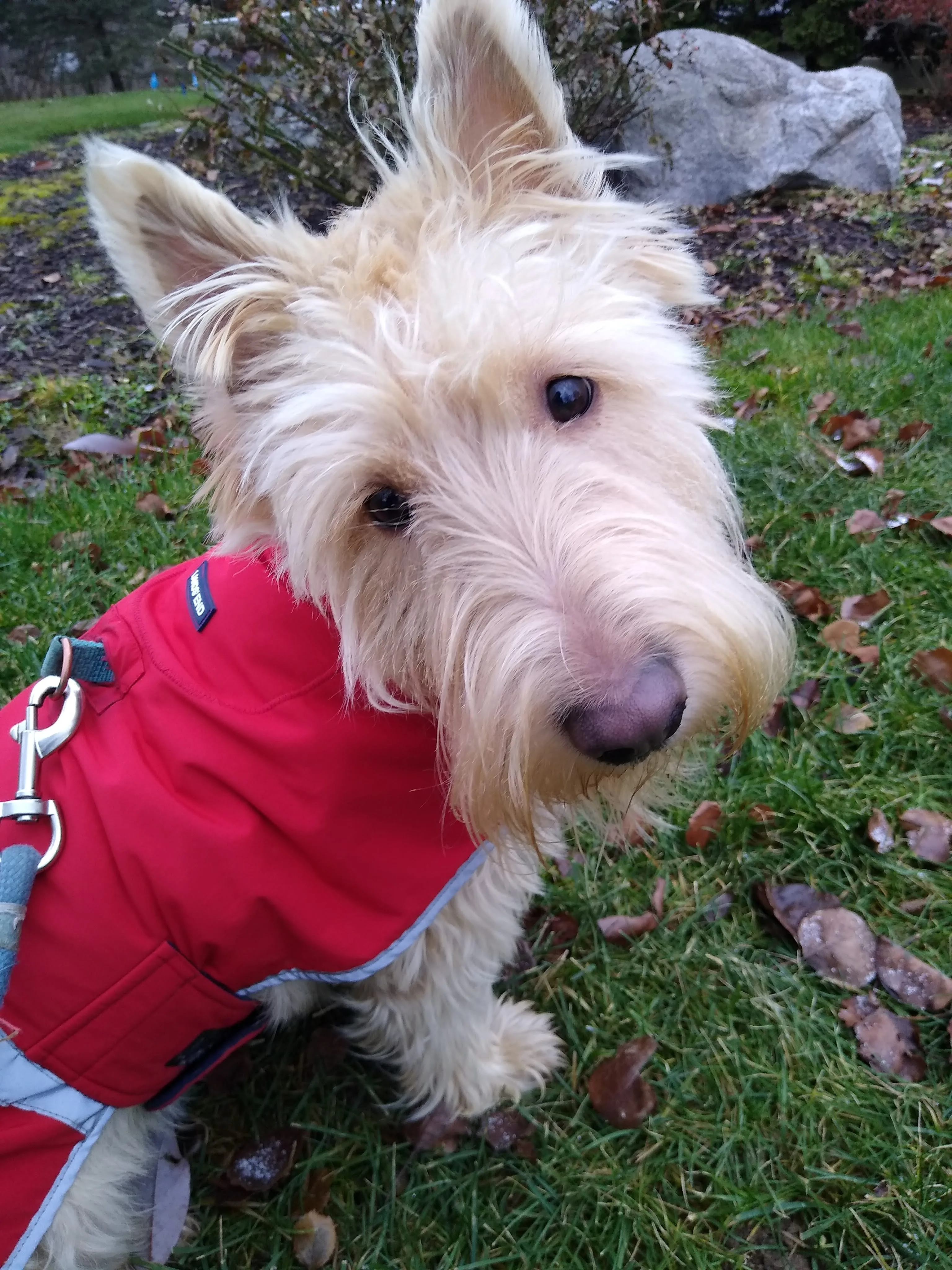 A pet in Rose's care