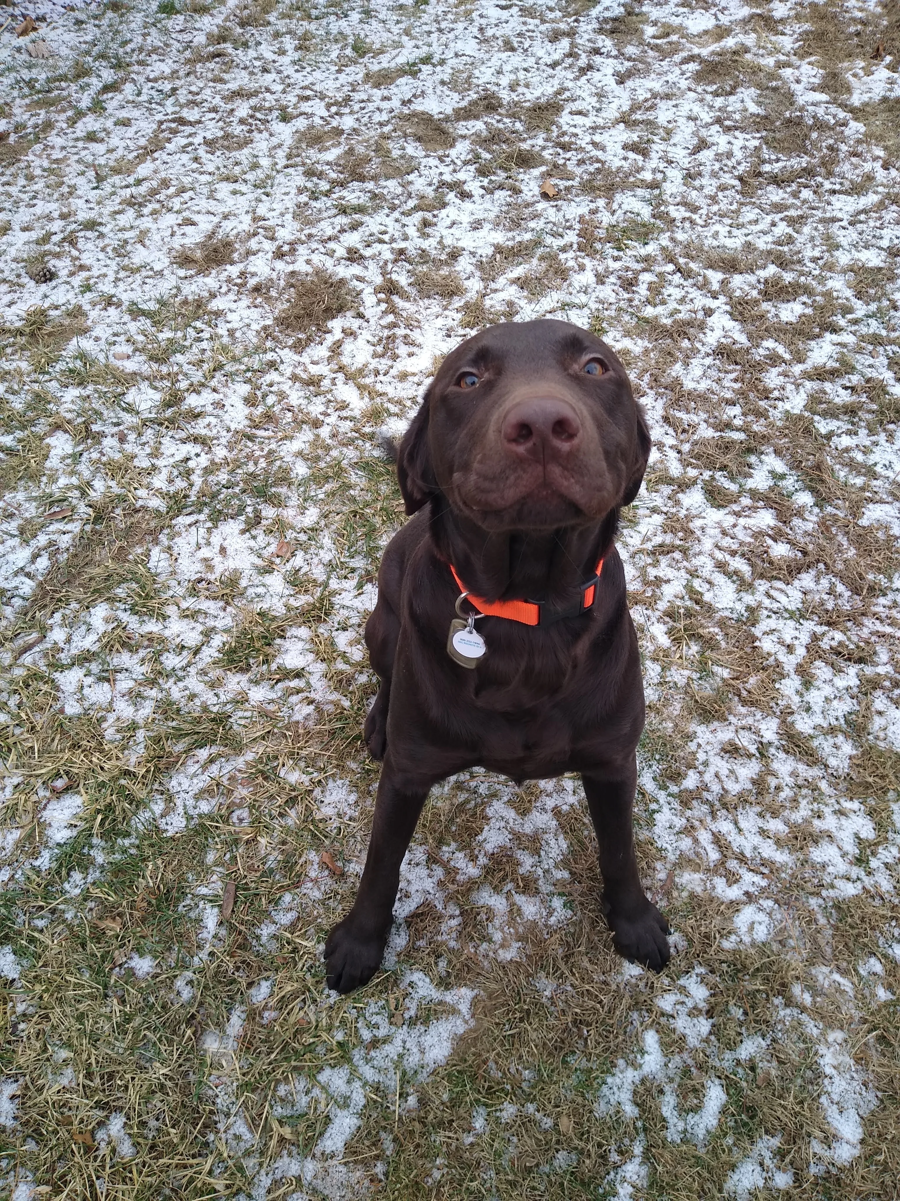 A pet in Rose's care