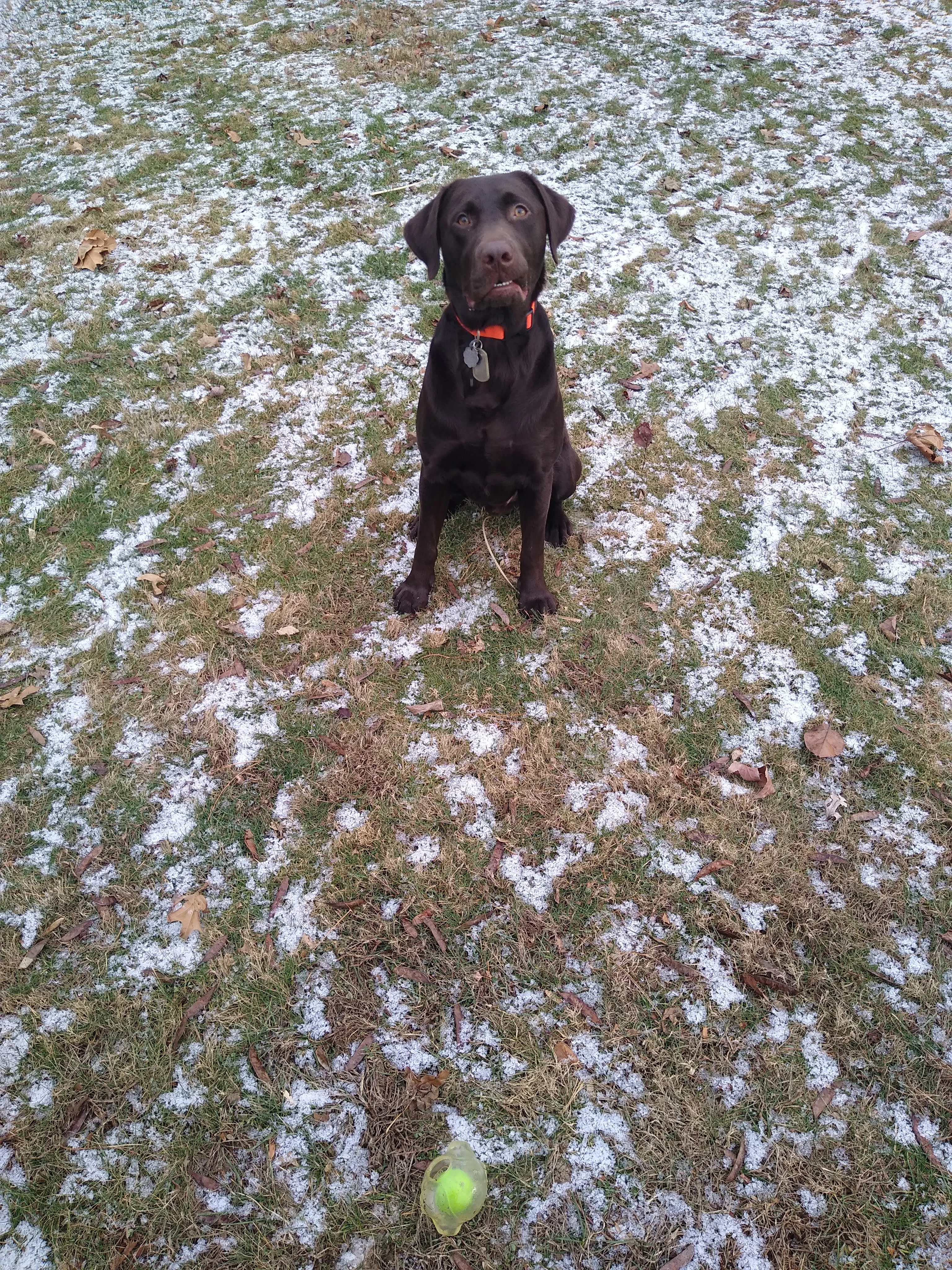 A pet in Rose's care