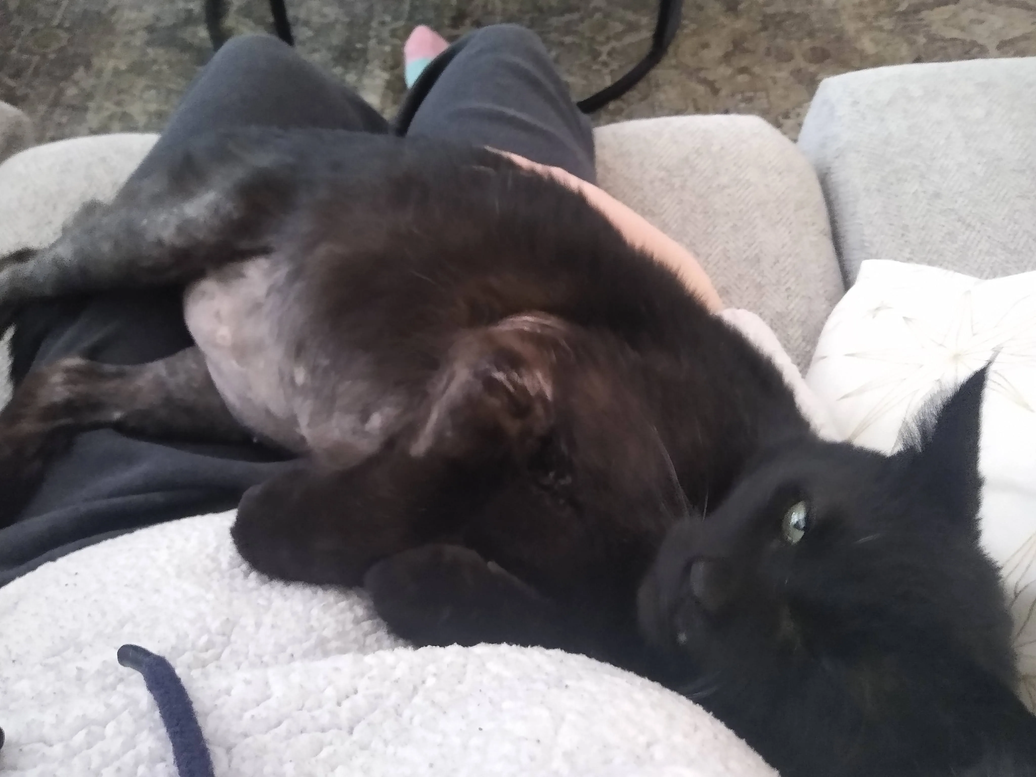 A pet in Rose's care