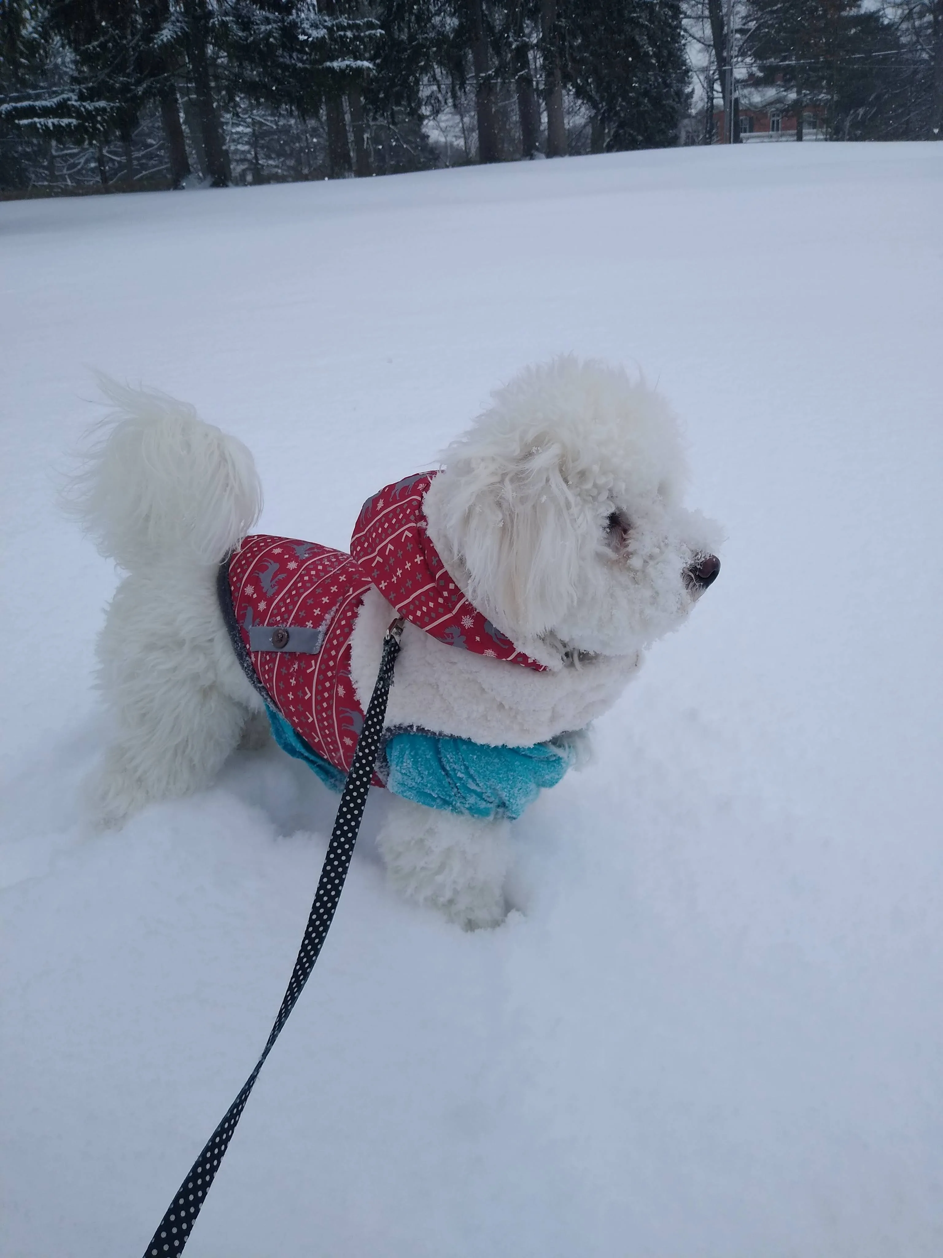 A pet in Rose's care