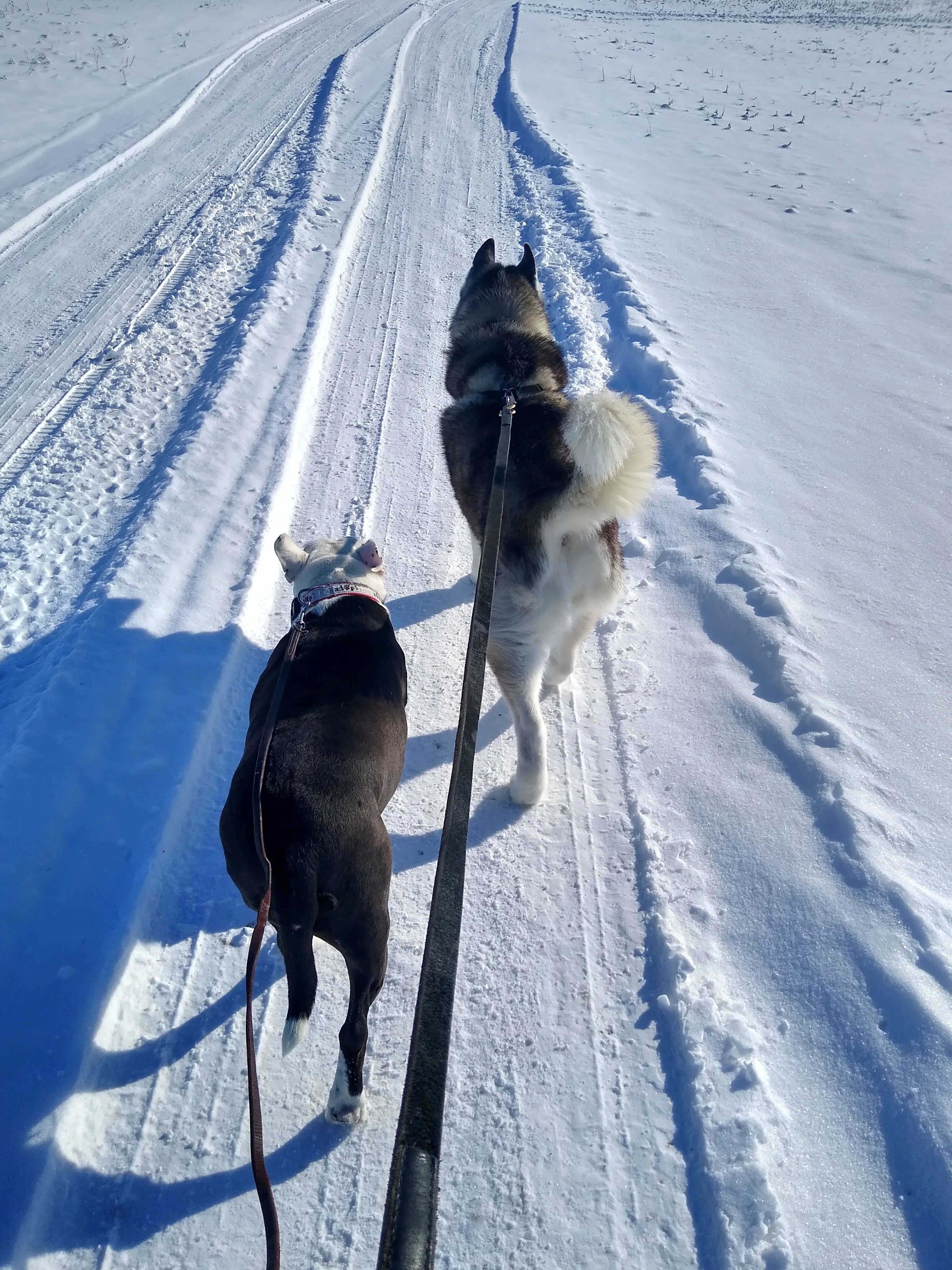 A pet in Rose's care