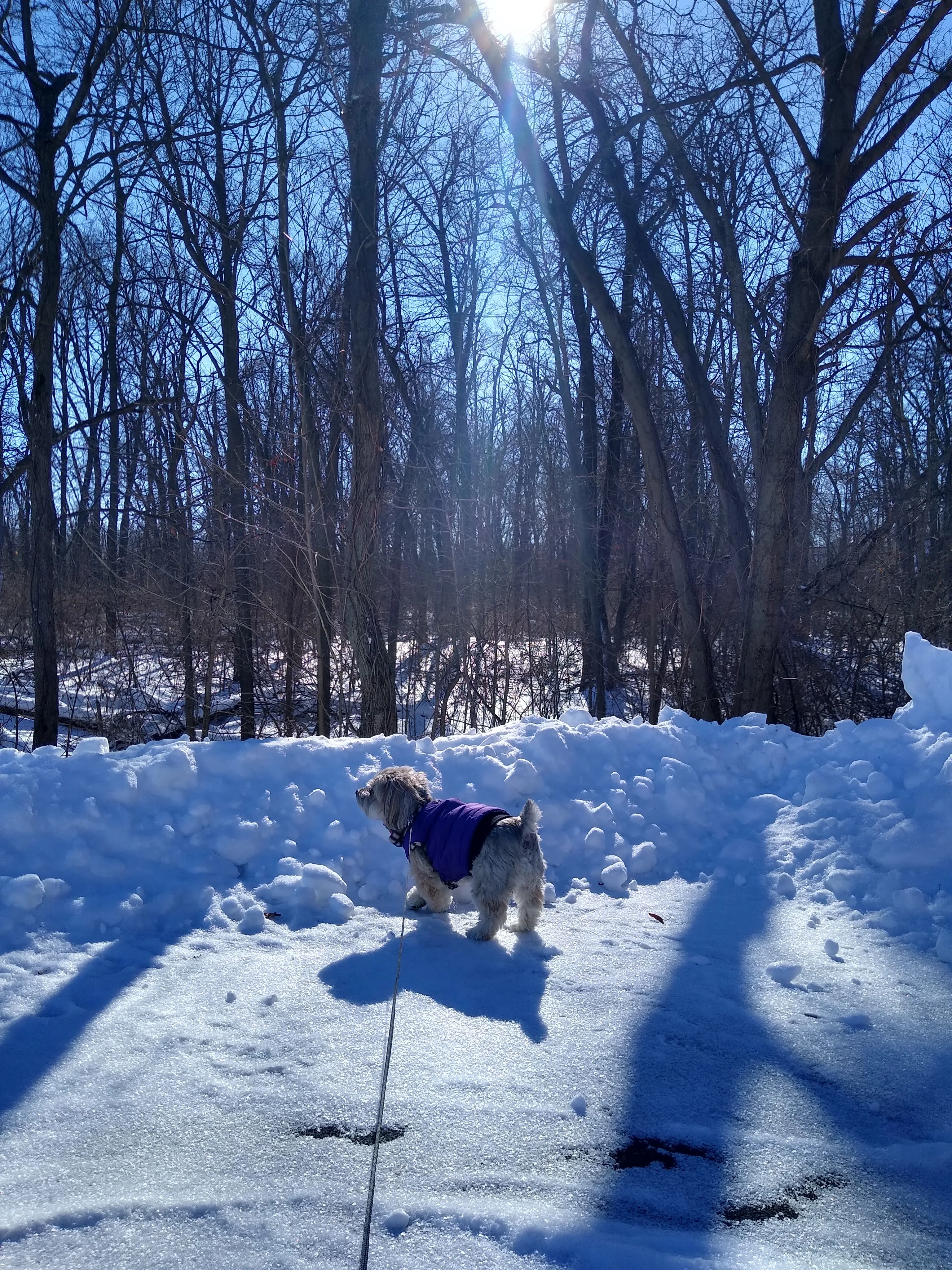 A pet in Rose's care