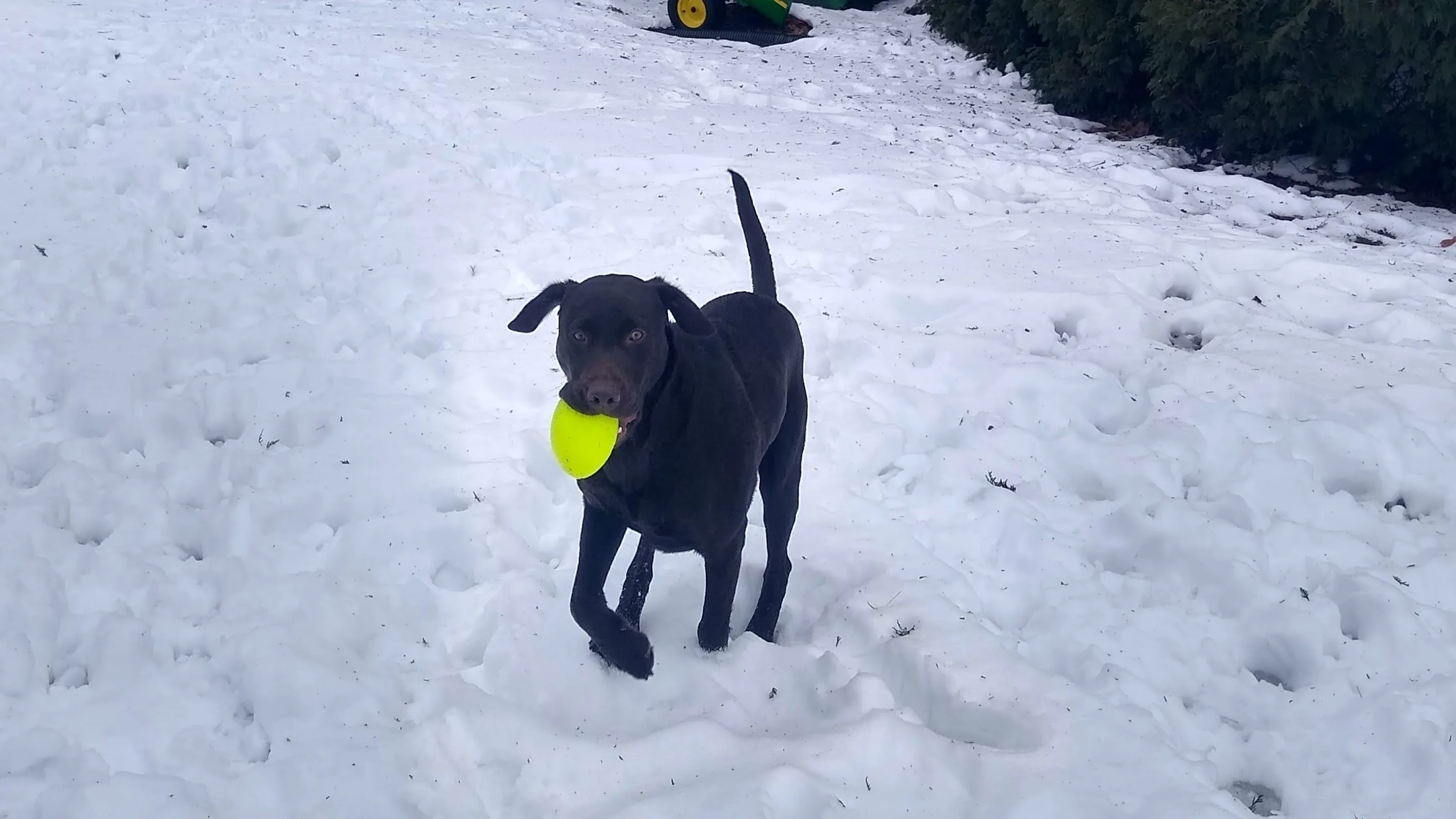 A pet in Rose's care