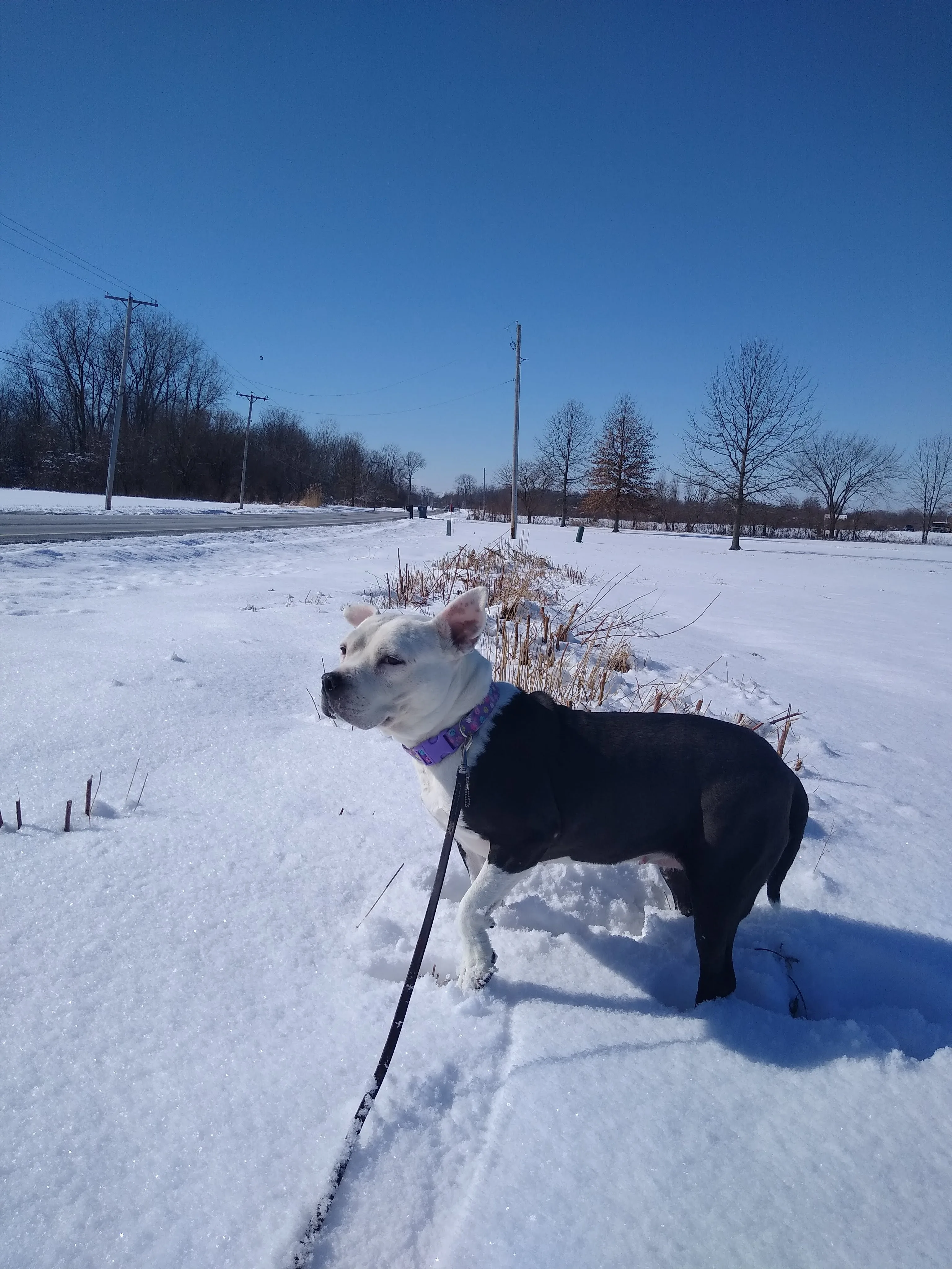 A pet in Rose's care