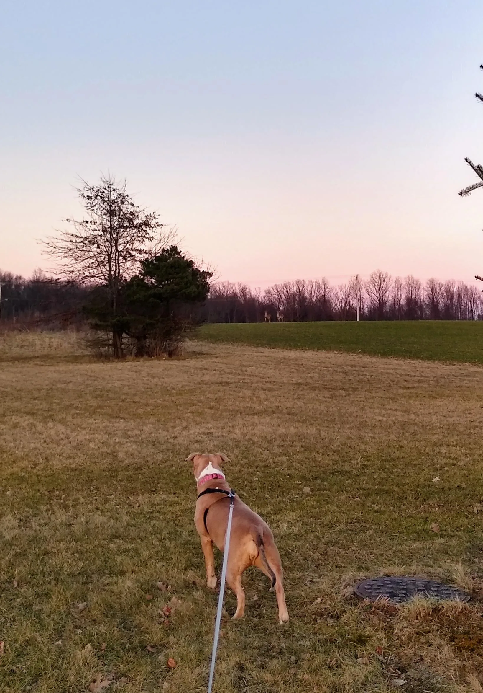 A pet in Rose's care