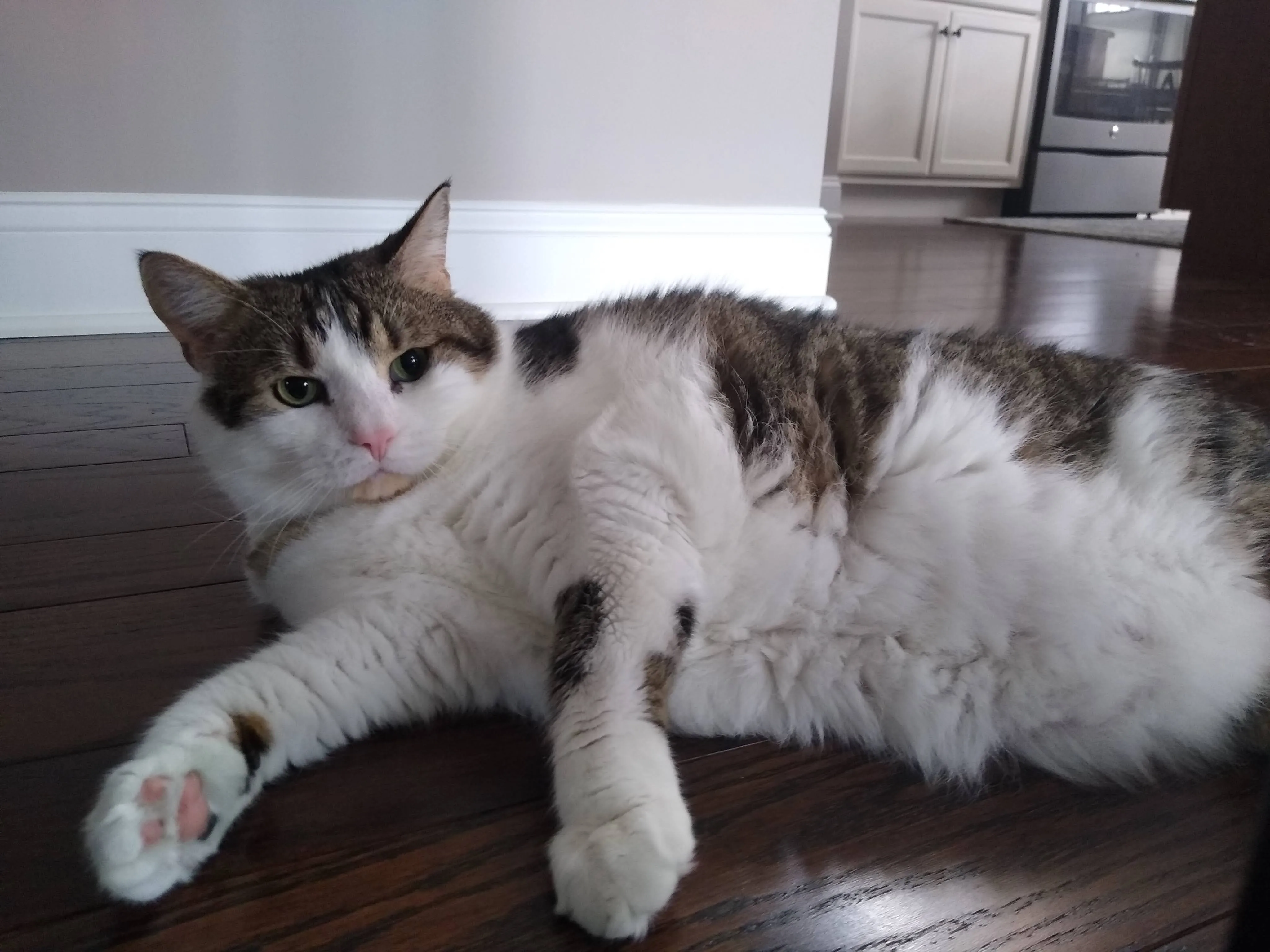 A pet in Rose's care