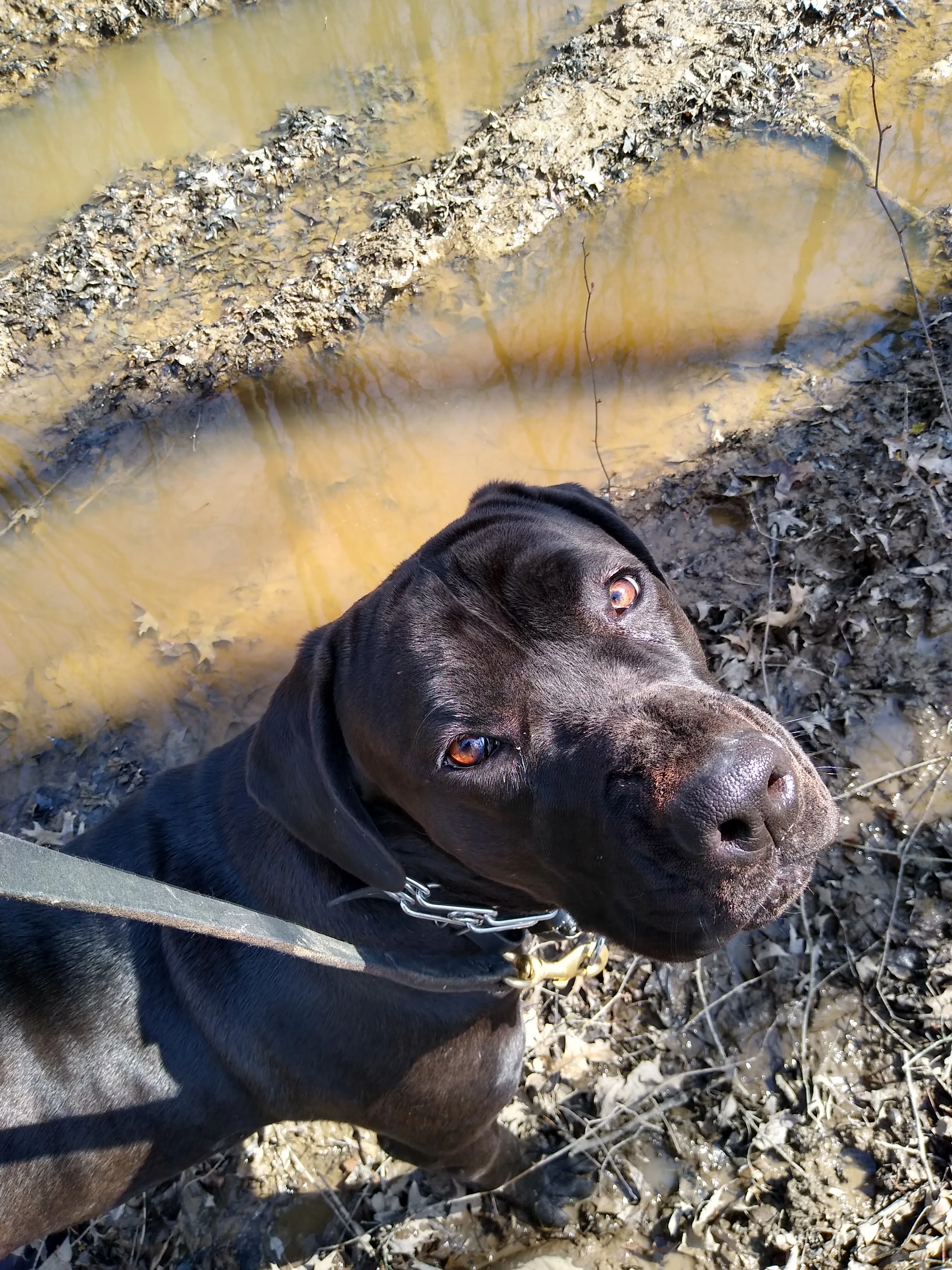 A pet in Rose's care