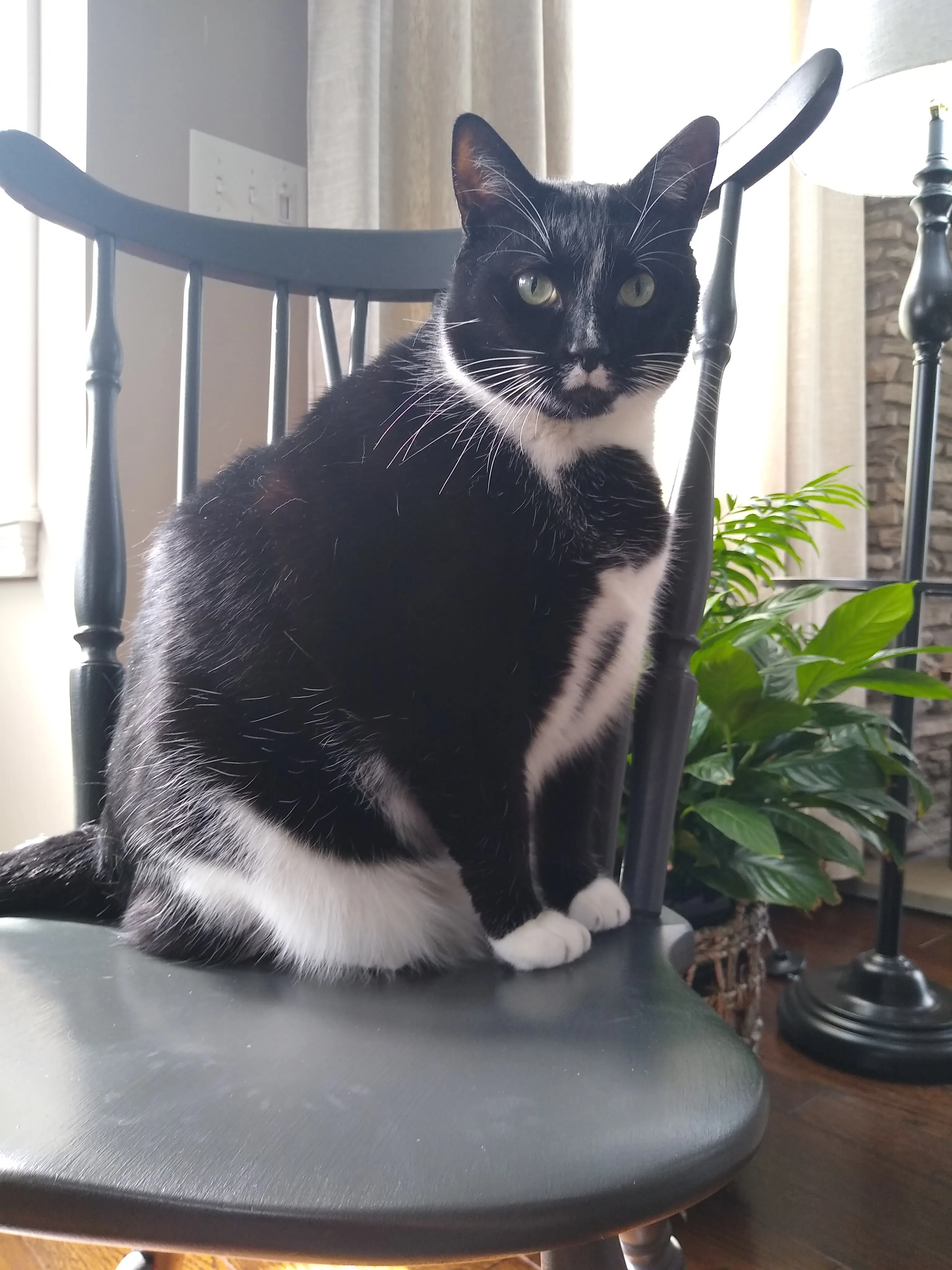 A pet in Rose's care