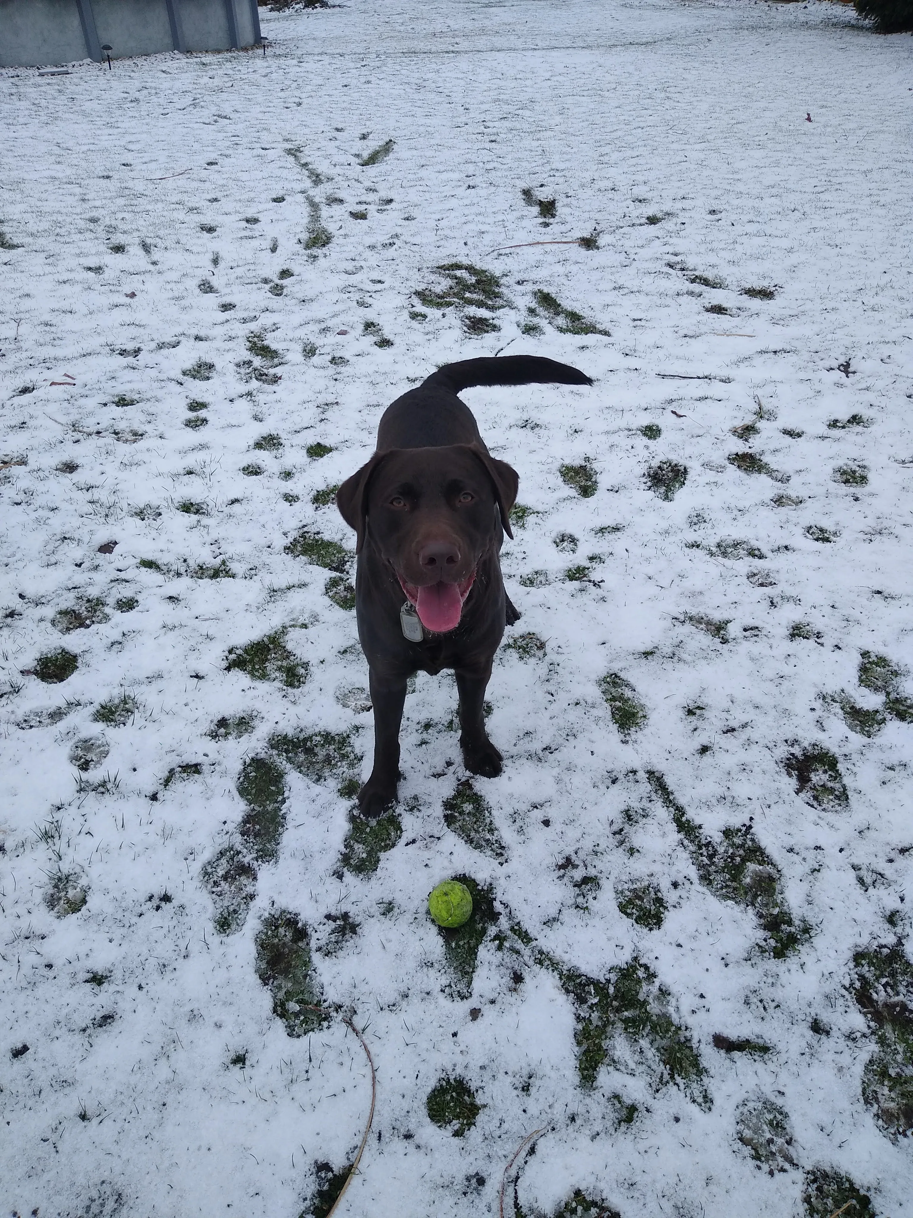 A pet in Rose's care