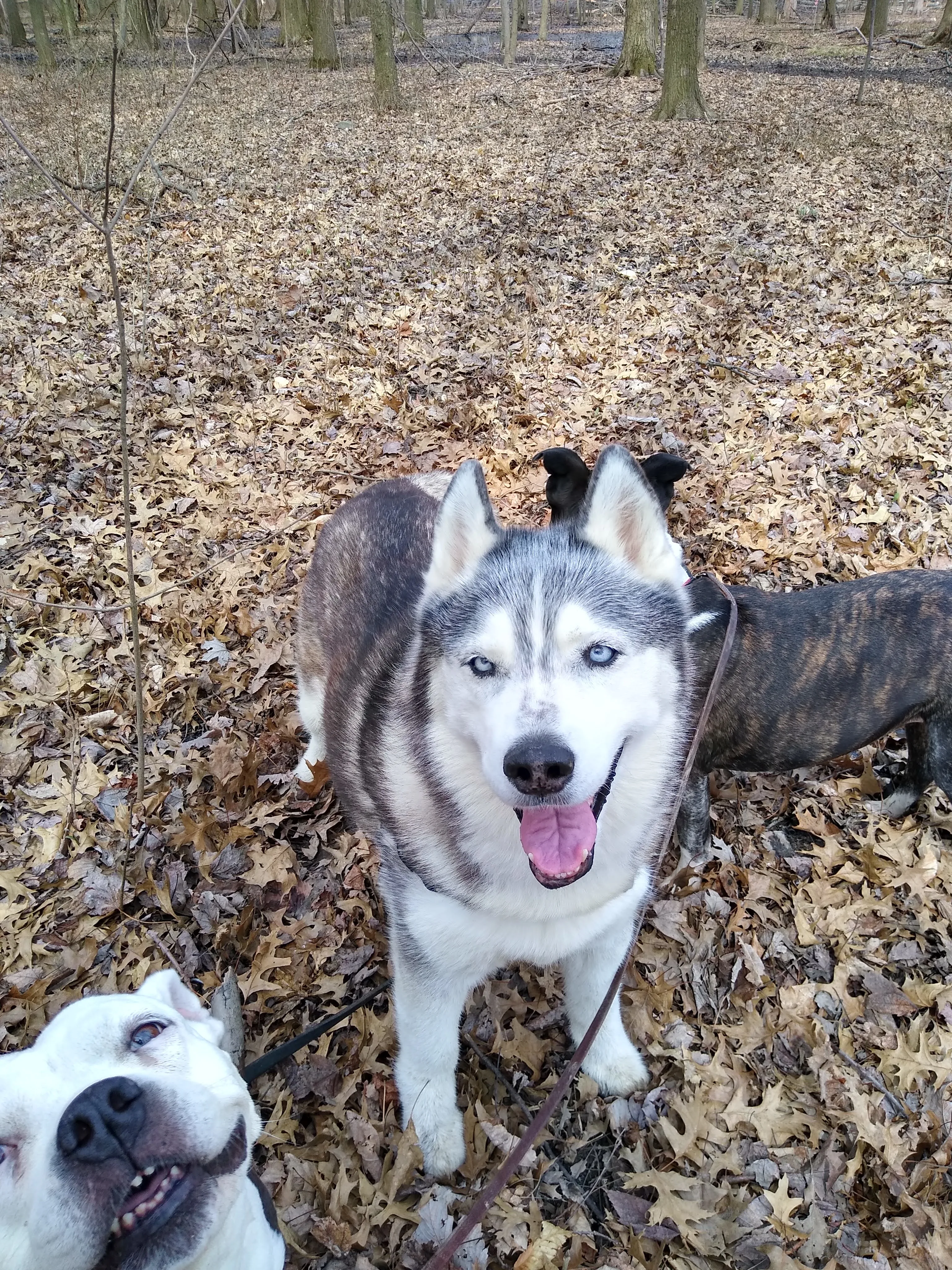 A pet in Rose's care